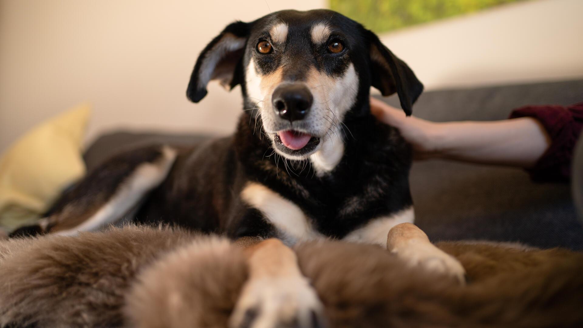 Hund auf der Couch. 