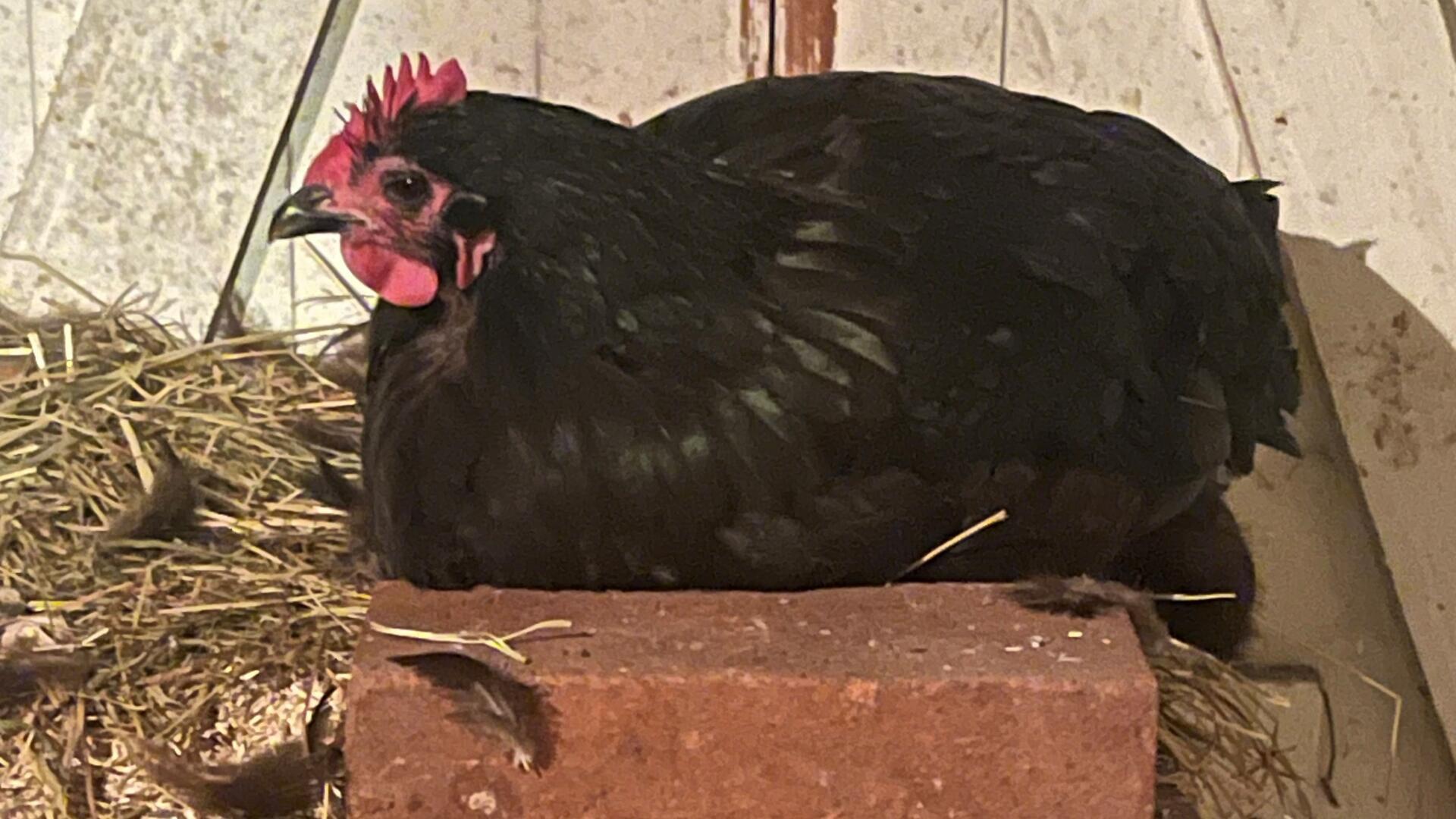 Landkreis Rotenburg ordnet Stallpflicht für Nutzgeflügel an  Der Landkreis Rotenburg hat ab dem 31. Oktober die Stallpflicht für Geflügel angeordnet.