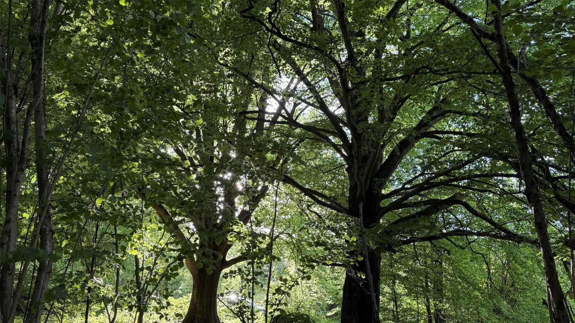Bäume in einem Wald.