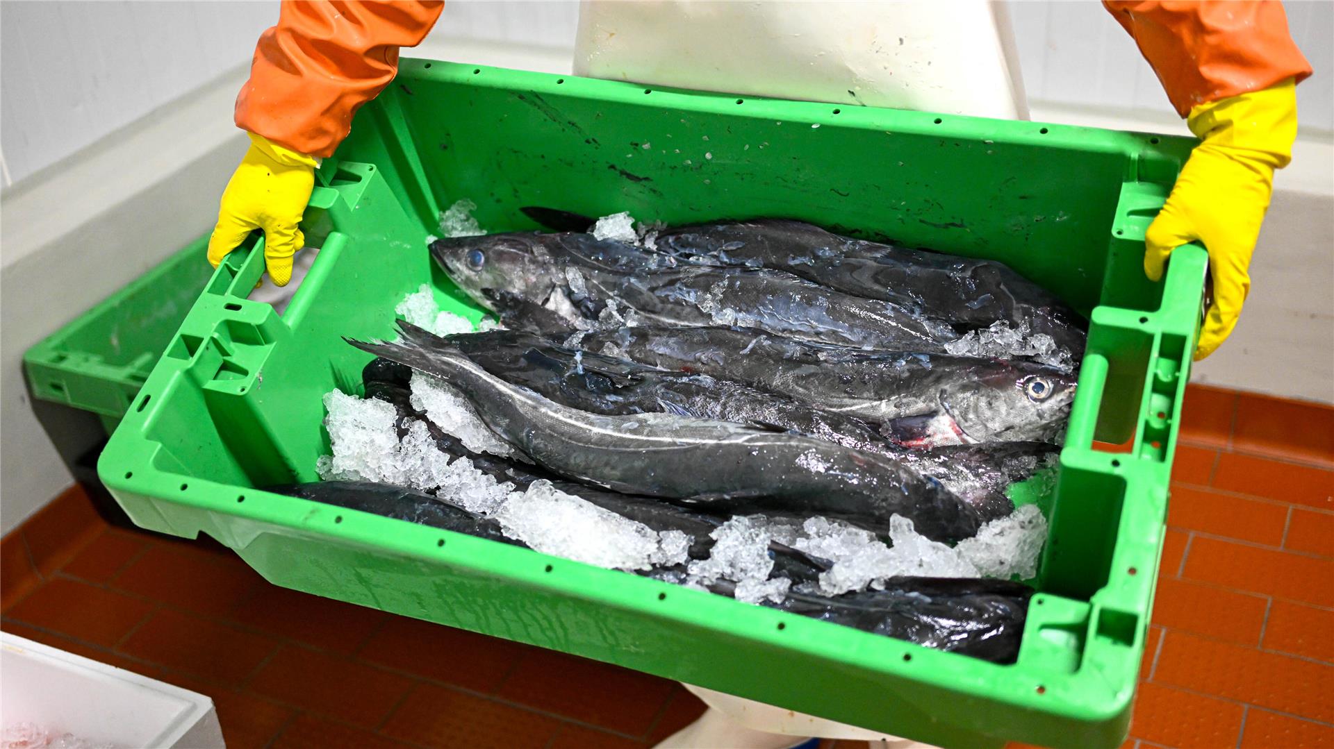 Eine grüne Kiste mit Fischen und Eis.
