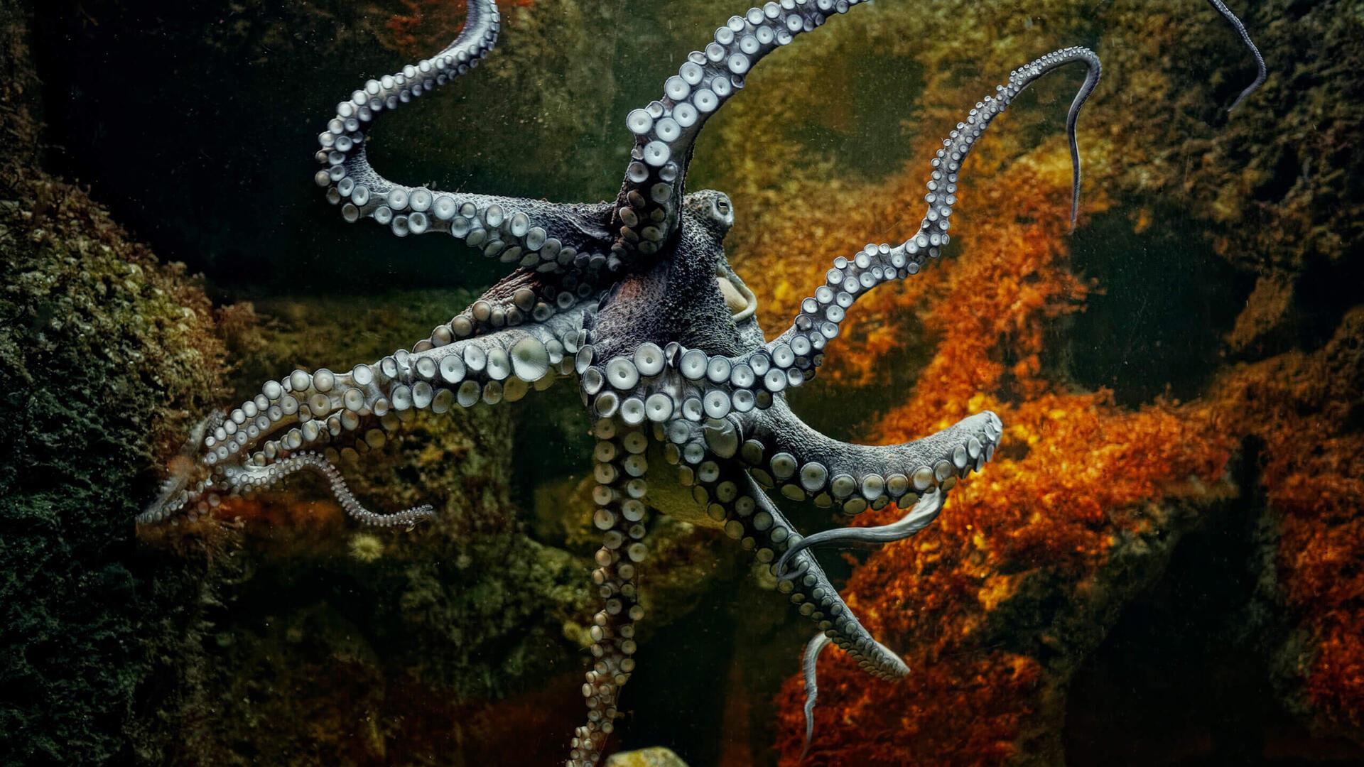 Oktopus. Der Zoo am Meer in Bremerhaven lockt am 7. Bremer Mint-Tag mit einem Bionik-Workshop über geniale Erfindungen nach dem Vorbild der Natur - von Gecko und Oktopus bis Puma und Eule.