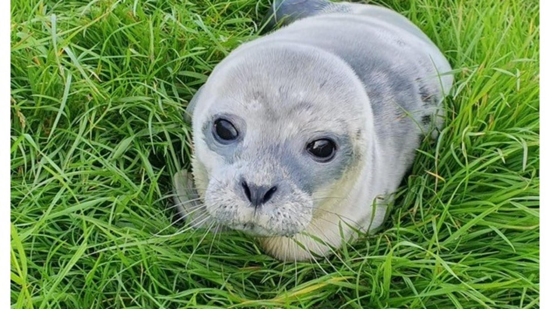 Der kleine Heuler ist vor einem Jahr in Bremerhaven gestrandet. 