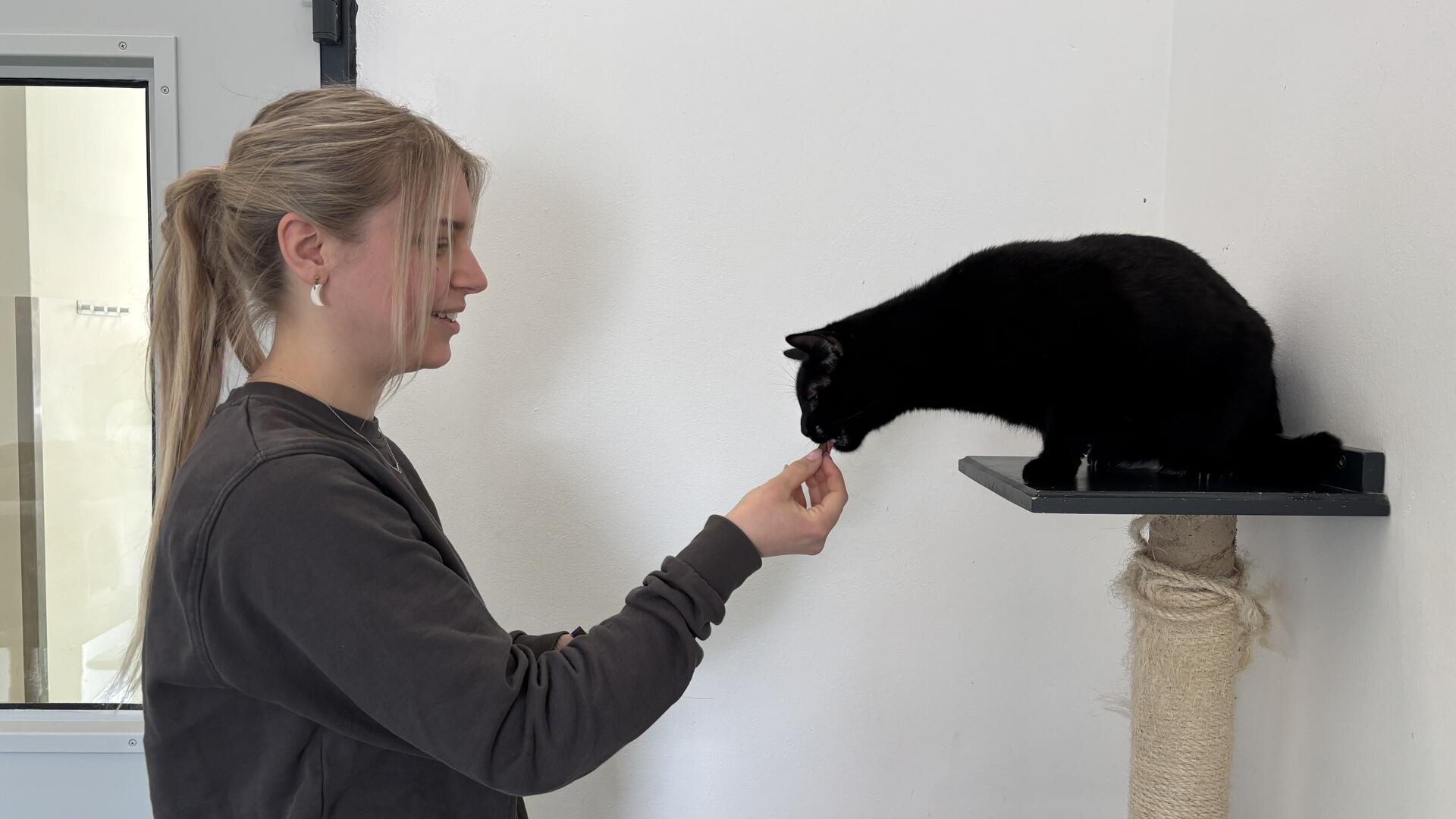Eine junge Frau (links im Bild) gibt einem schwarzen Kater (rechts) auf einem Kratzbaum ein Leckerli.  Sind schwarze Katzen schwerer vermittelbar?