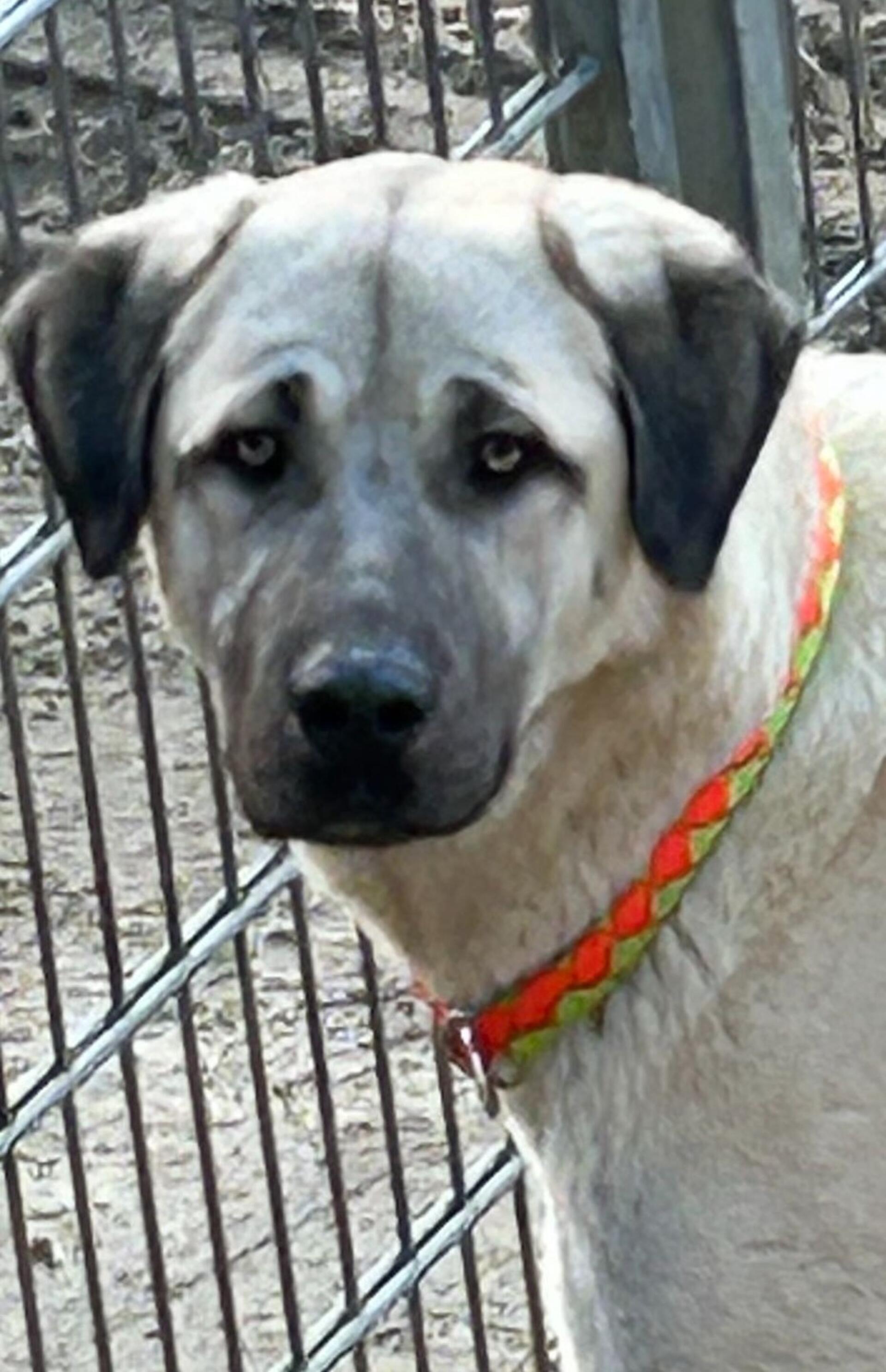 Hund Bruno