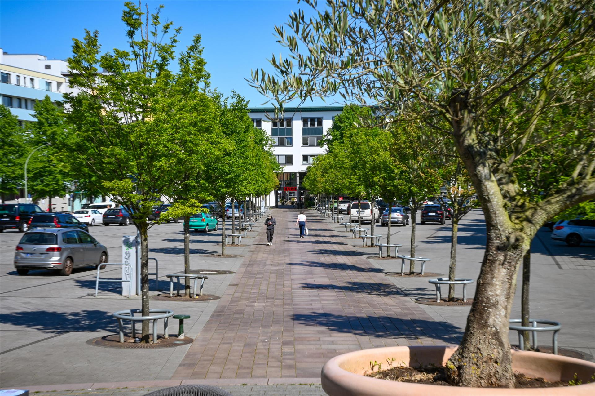Bäume auf dem Konrad-Adenauer-Platz in Geestemünde.