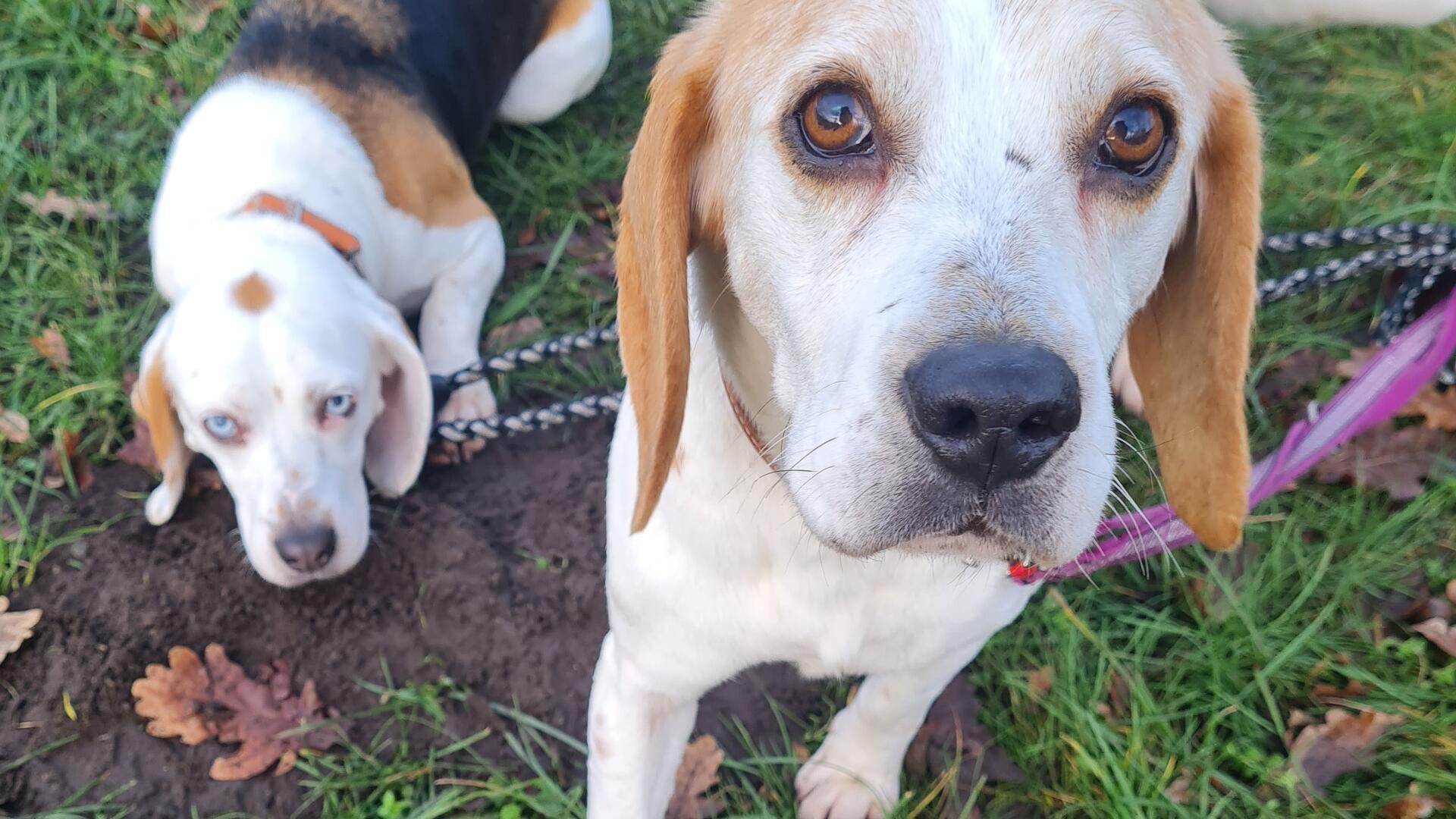 Die Beagles Biene und Maja