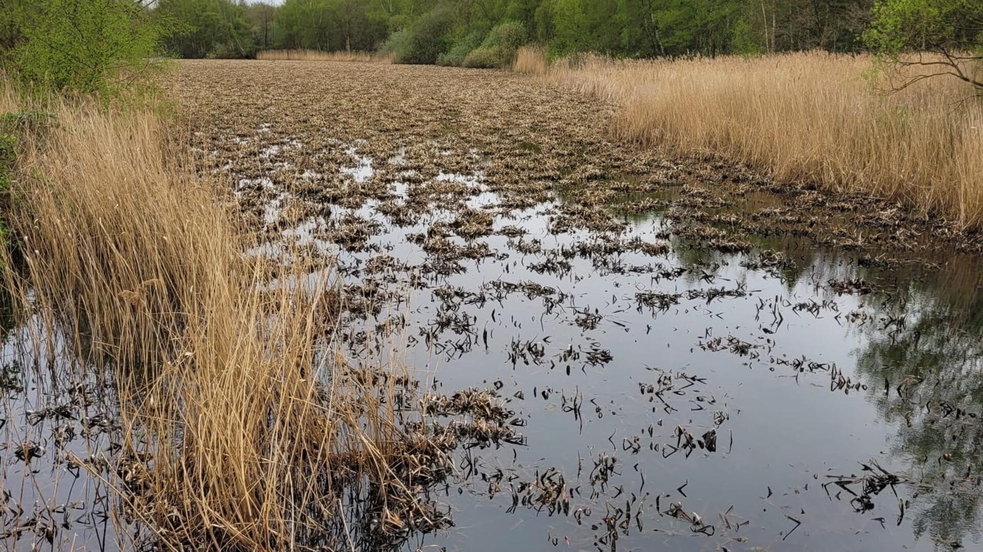 Blick auf einen See auf dem Pflanzen wachsen. Die CDU Bremerhaven ärgert sich über den Zustand am Auesee. Die SPD-Stadträtin hält dagegen.
