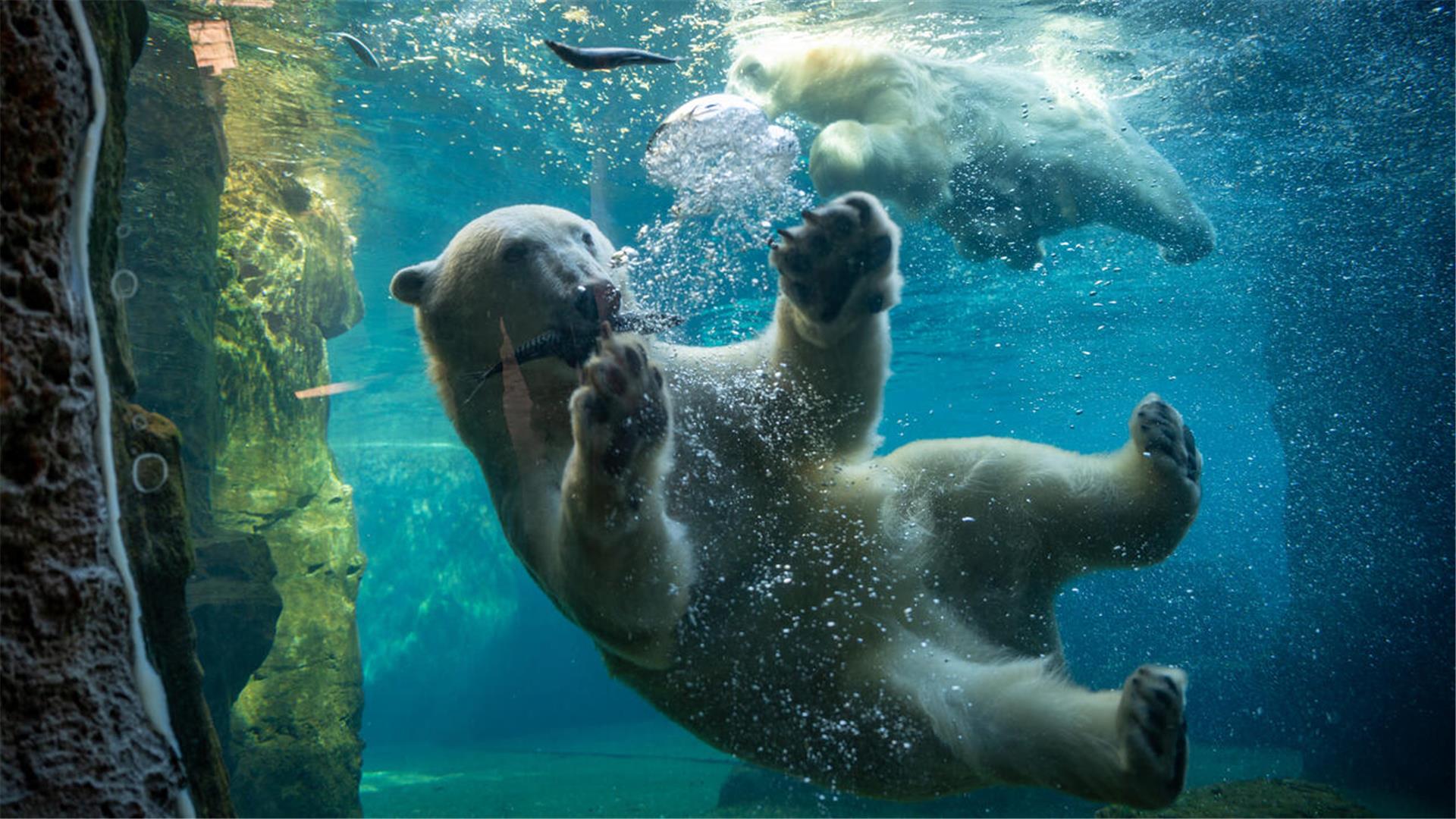 Was kann man in Bremerhaven machen? Tipps für den Besuch in der Stadt am Meer Ein Eisbär mit einem Fisch im Maul schwimmt vor einer Glasscheibe in seinem Becken.
