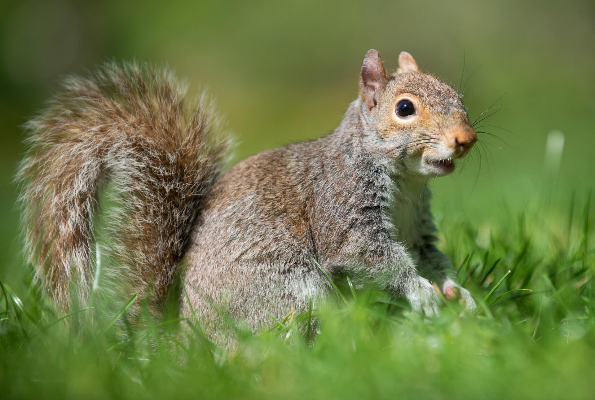 Skurrile Highlights 2024: Eigentore, Chaoskatze und Kurioses Ein graues amerikanisches Eichhörnchen sitzt in einem Park.