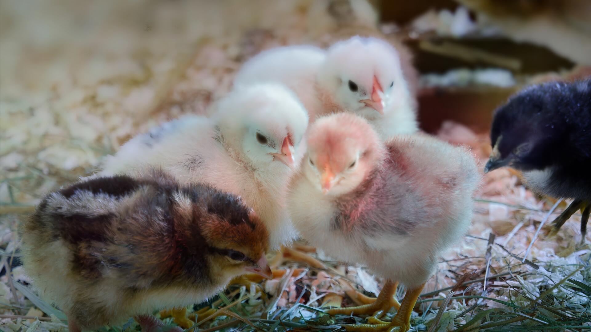 Kleine Küken auf der Osterwiese in der Zooschule in Bremerhaven.