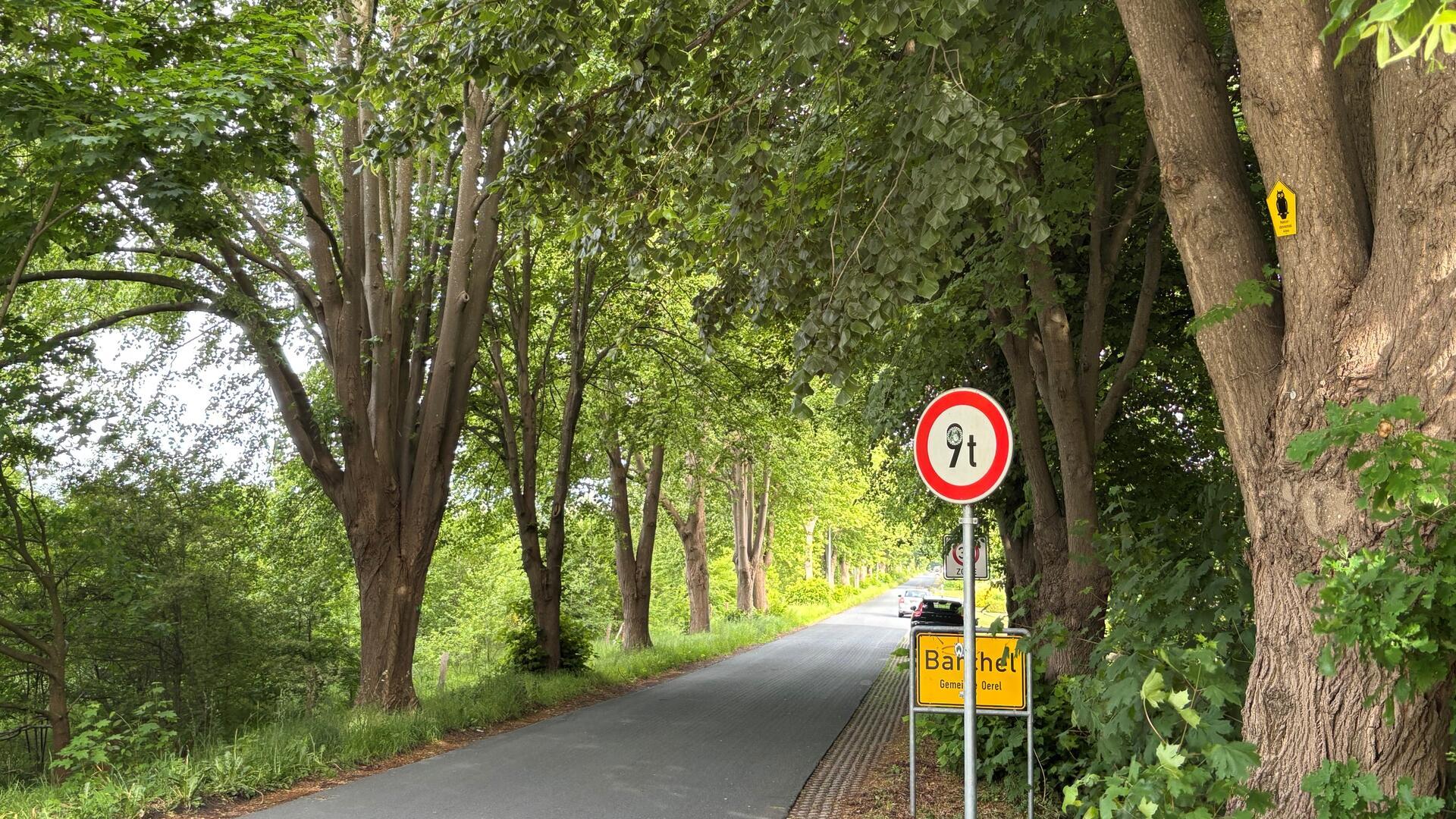 Die Lindenallee in der Barcheler Lindenstraße ist ein offizielles Naturdenkmal. Bald finden dort Baumpflegemaßnahmen statt. 