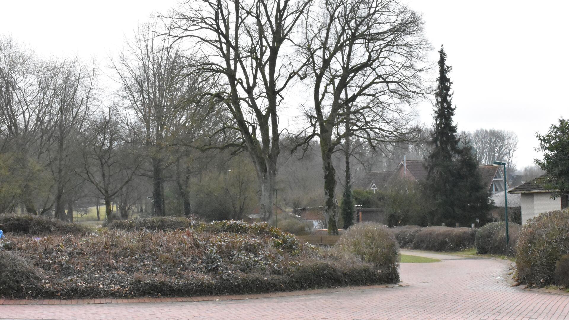 Büsche im Vordergrund, zwischen denen ein gepflasterter Weg hindurch führt und hohe Bäume im Hintergrund.