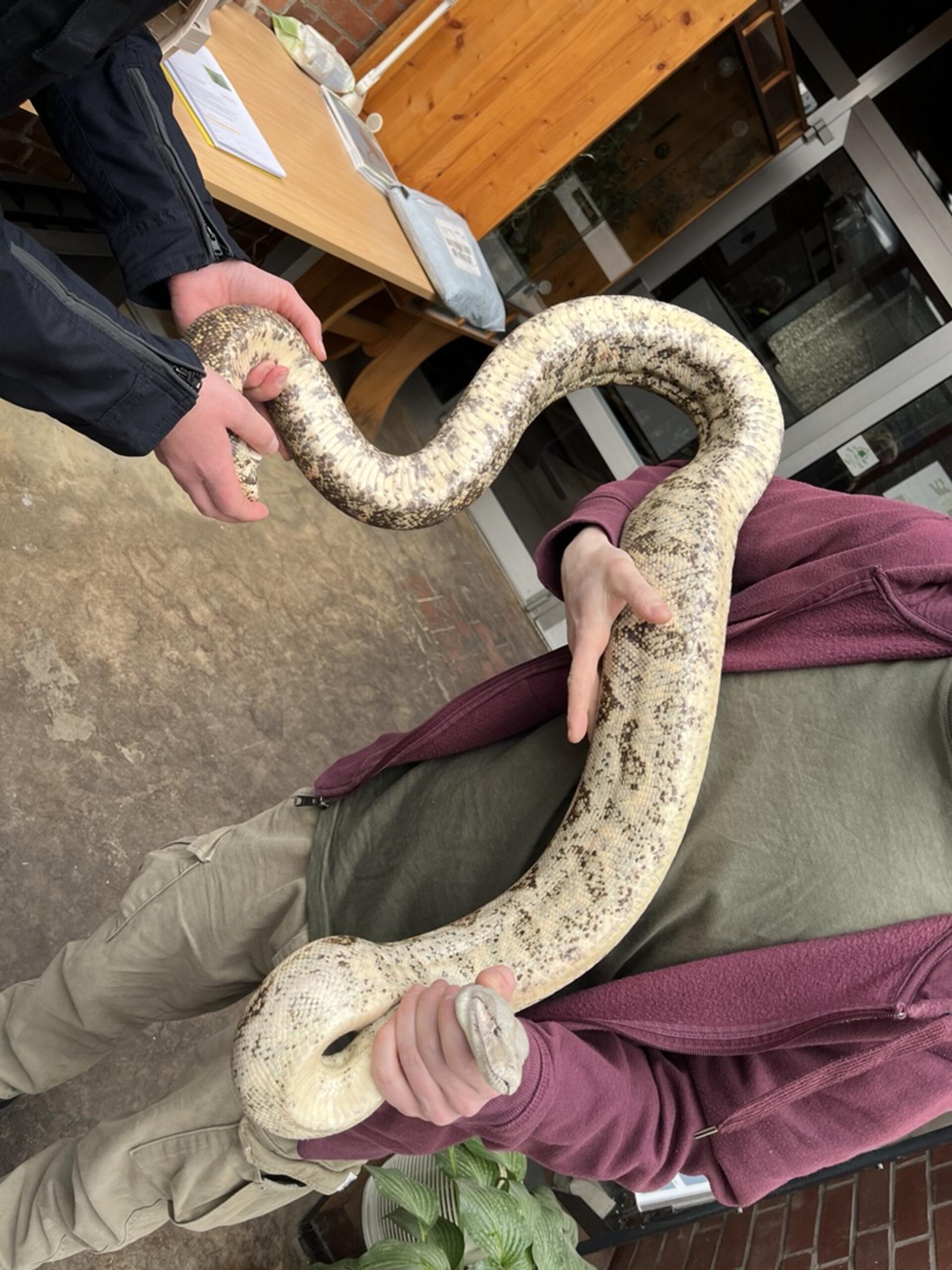 Die Polizei Bremervörde ermittelt weiter wegen des Verstoßes gegen das Tierschutzgesetz. Wie am Montag berichtet, war am Samstagmorgen eine Boa constrictor in einem Altkleidercontainer an der Waldstraße/Ecke „An der Höhe“ entdeckt worden. Jetzt hat die Tierrechtsorganisation PETA eine Belohnung ausgesetzt.