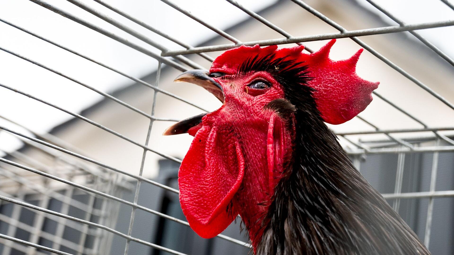 ein krähender Hahn sitzt in einem Käfig
