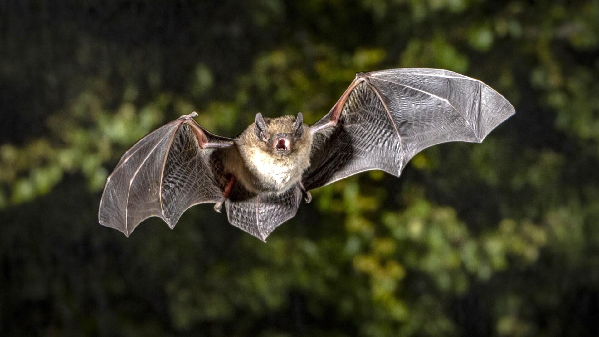 Die Rauhhautfledermaus im Flug.