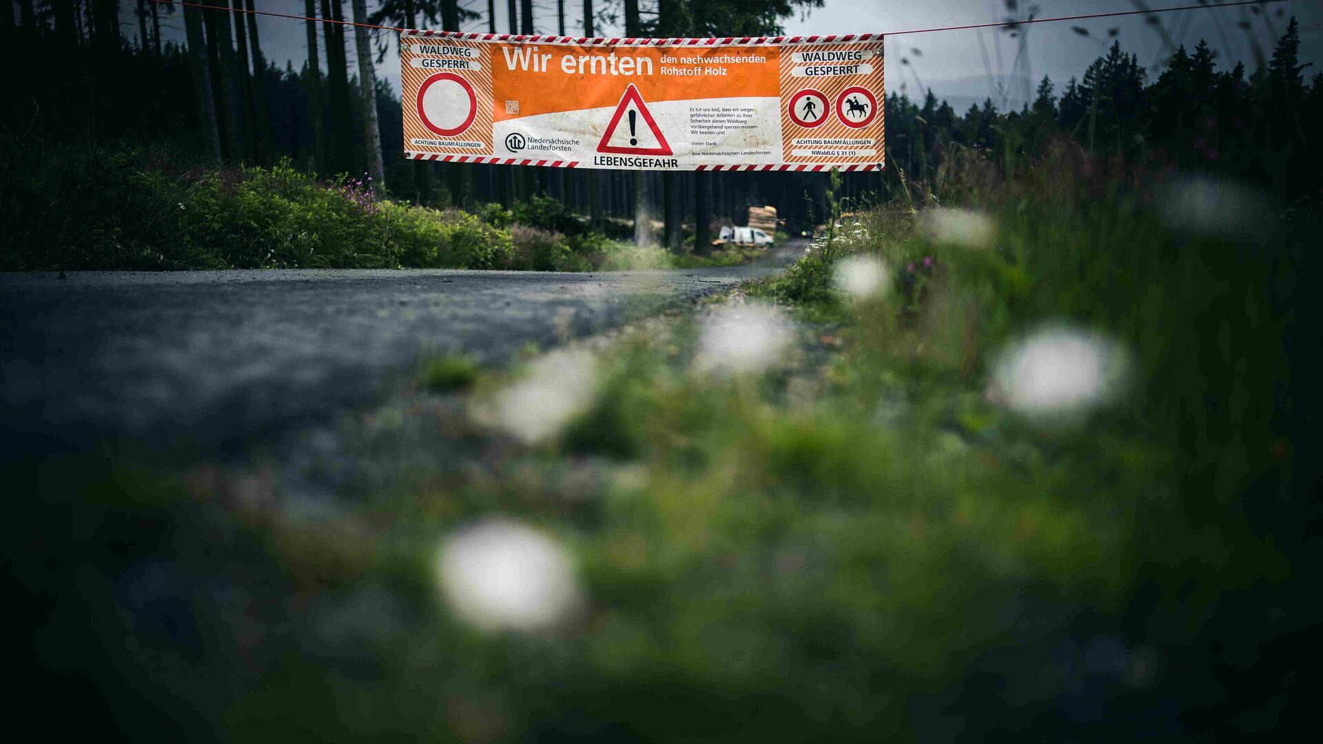 Landstraße durch dunklen Wald