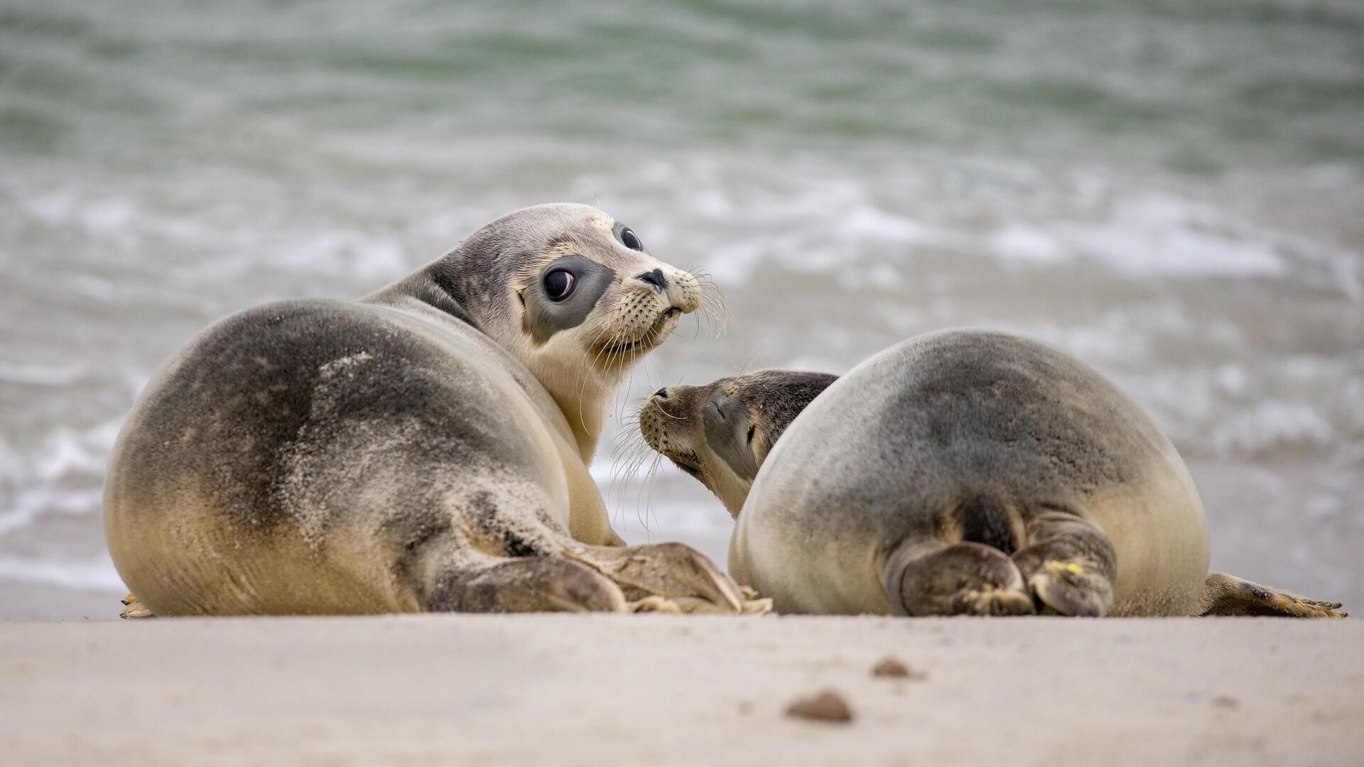Die Sandbänke im Wattenmeer vor Cuxhaven sind ein wichtiger Lebensraum und Ruhezone für die Seehunde.