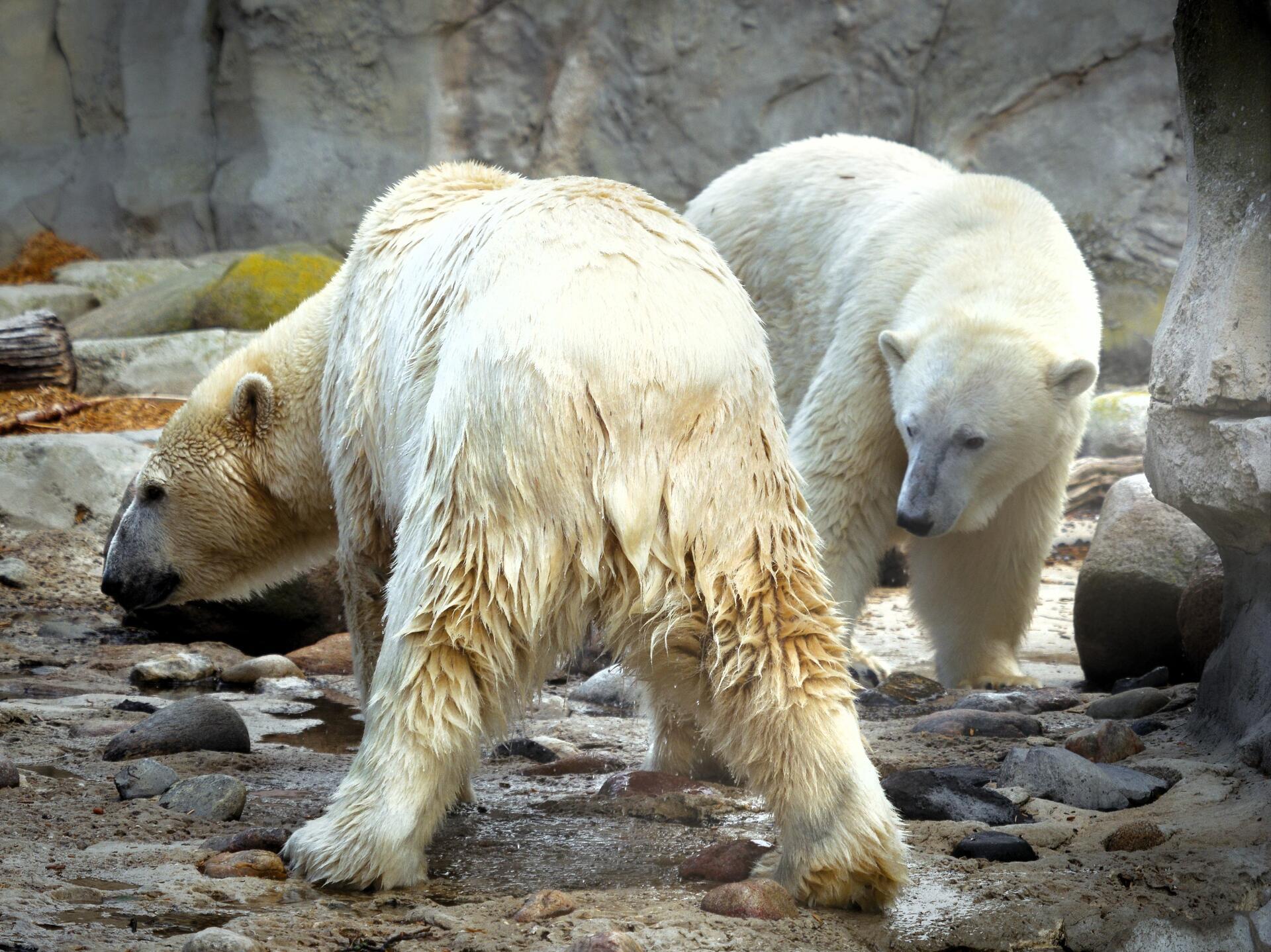Zwei Eisbären im Zoo in Bremerhaven. Die „Schwägerinnen“ Valeska (hinten) und Lara teilen sich im Zoo am Meer nun die Eisbärenanlage.