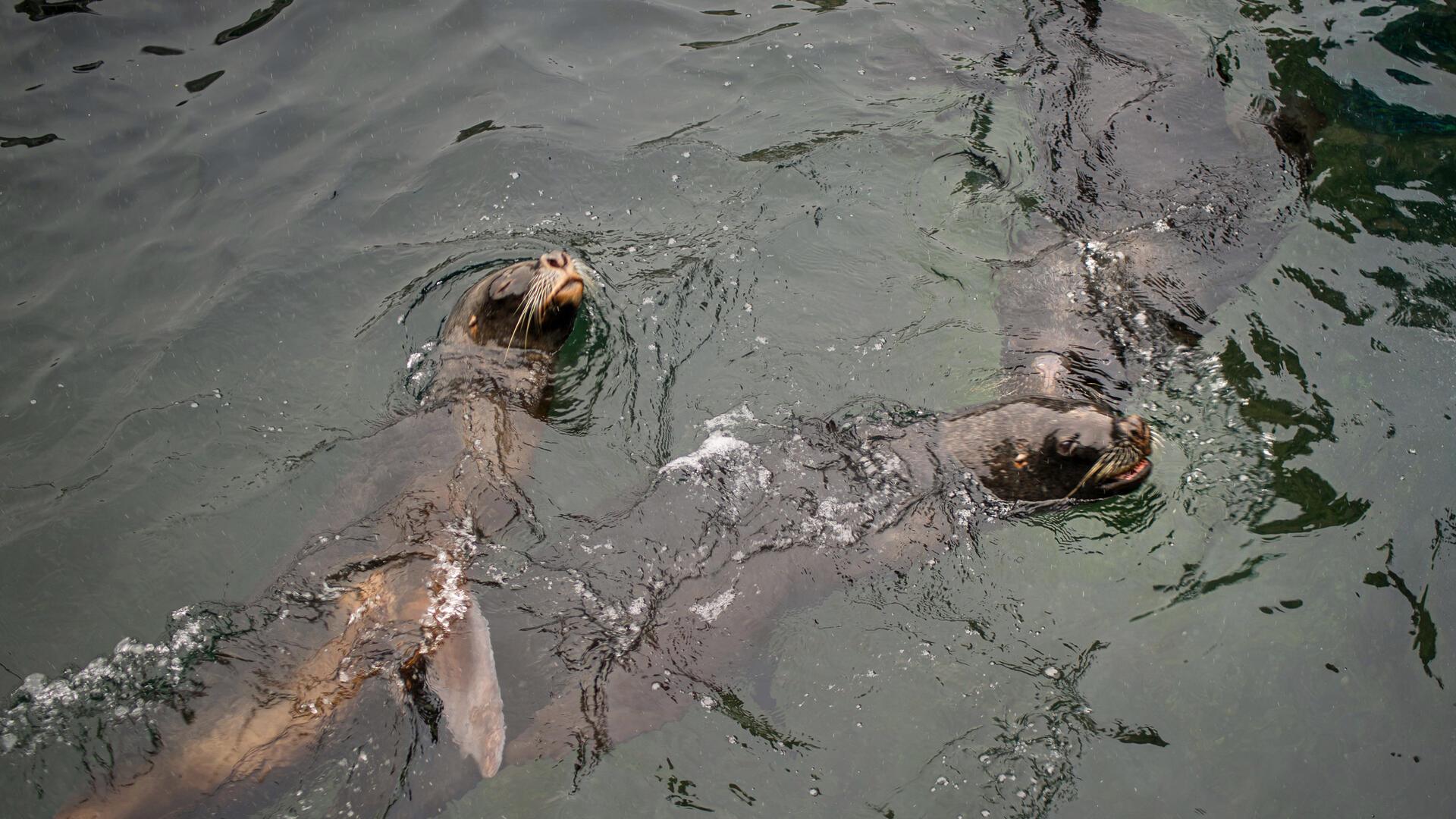 Seelöwen schwimmen gemeinsam im Wasser