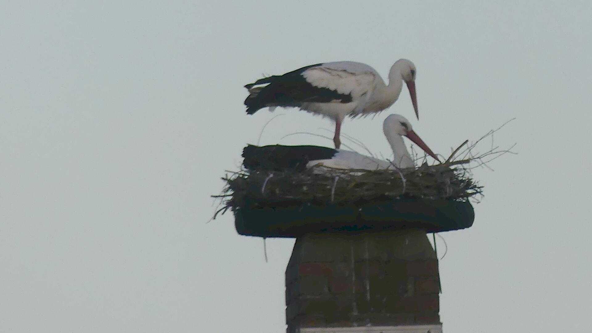Zwei Störche stehen in einem Nest aus Ästen und Zweigen, das auf einem Schornstein montiert ist.