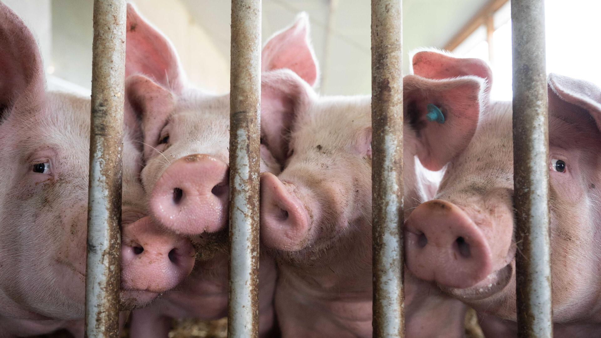 Schweine hinter Gittern