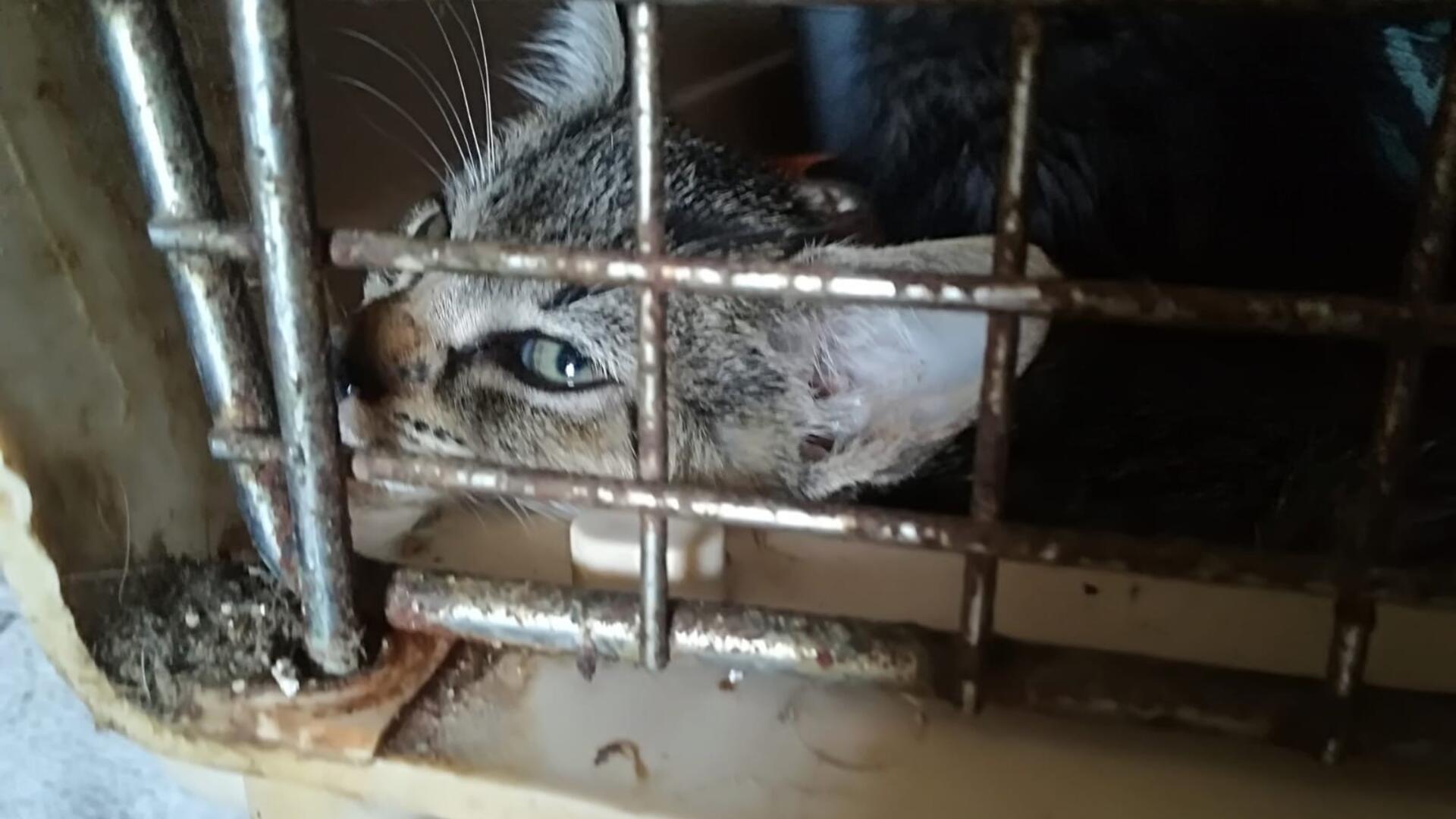 Die Tierschützer bemängeln, dass Katzen viel zu lange in Käfigboxen bleiben müssen. Das Foto wurde im Tiergnadenhof aufgenommen.