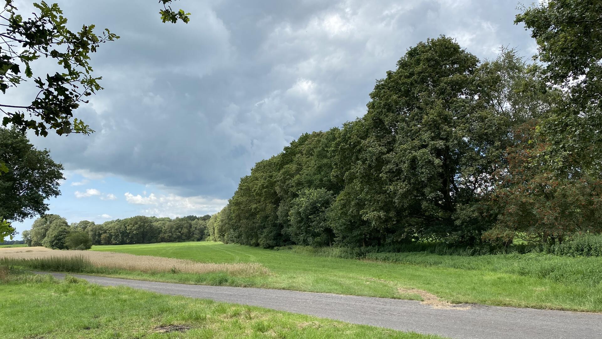 Eine ländliche Landschaft mit einem schmalen Weg, der durch grüne Wiesen und Felder führt. Auf der rechten Seite steht eine dichte Baumreihe, während im Hintergrund weitere Bäume und Felder zu sehen sind.