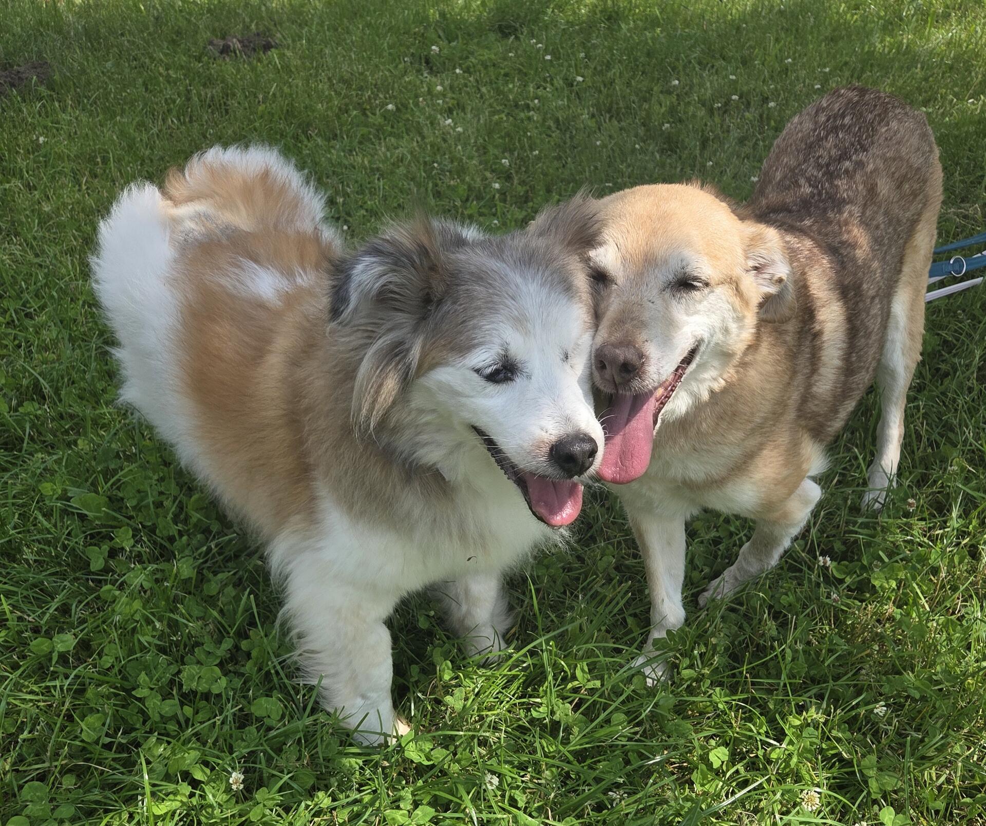 Die beiden älteren Hunde Betty und Alegro haben eine enge Verbindung, sie suchen daher gemeinsam ein neues Zuhause.