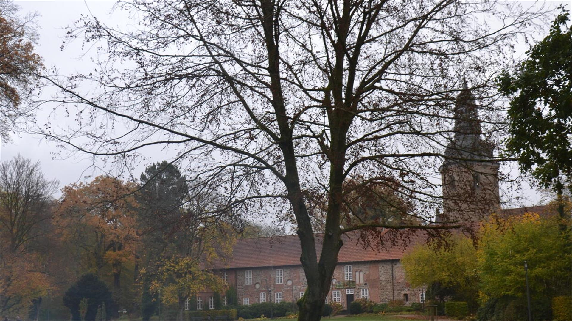 Absterbende Blutbuche im Stadtpark. Im Hintergrund das Kloster Zeven