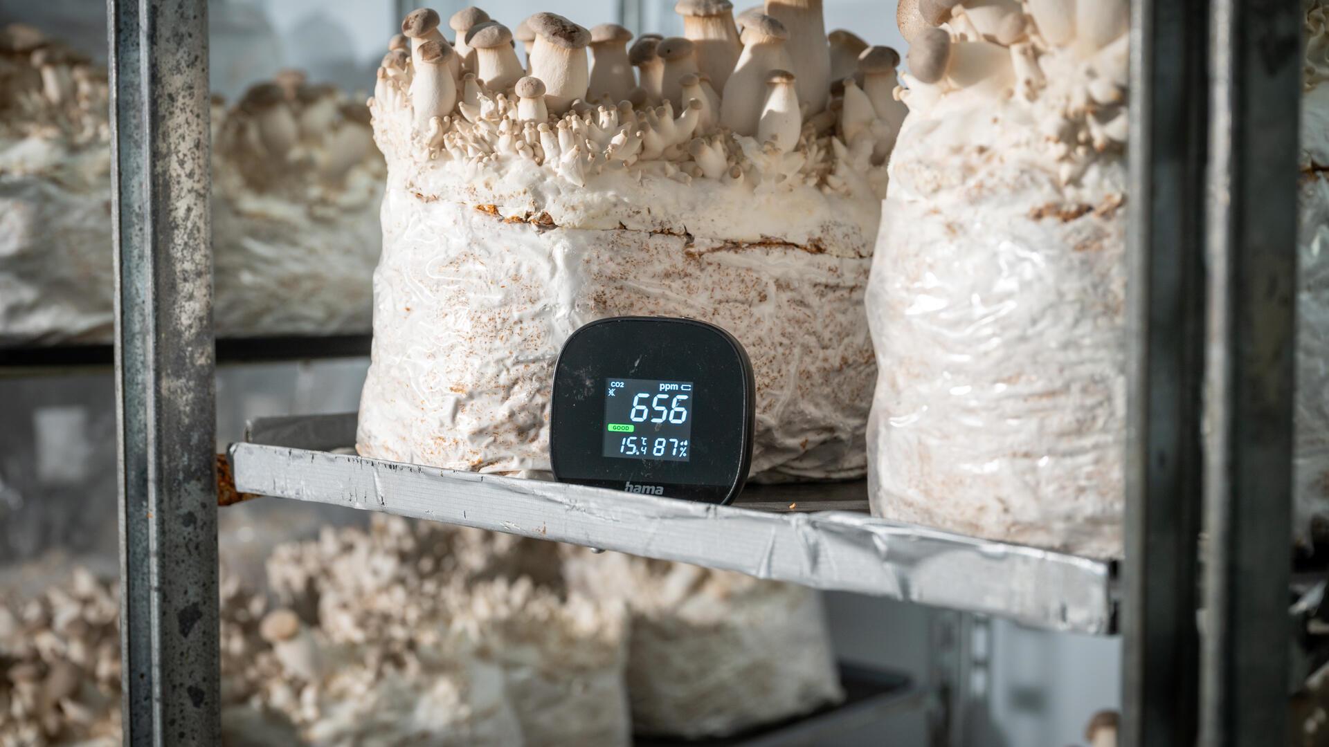 Die richtige Temperatur ist enorm wichtig, damit die Pilze in Peter Wolters‘ Zuchtanlage gut gedeihen.