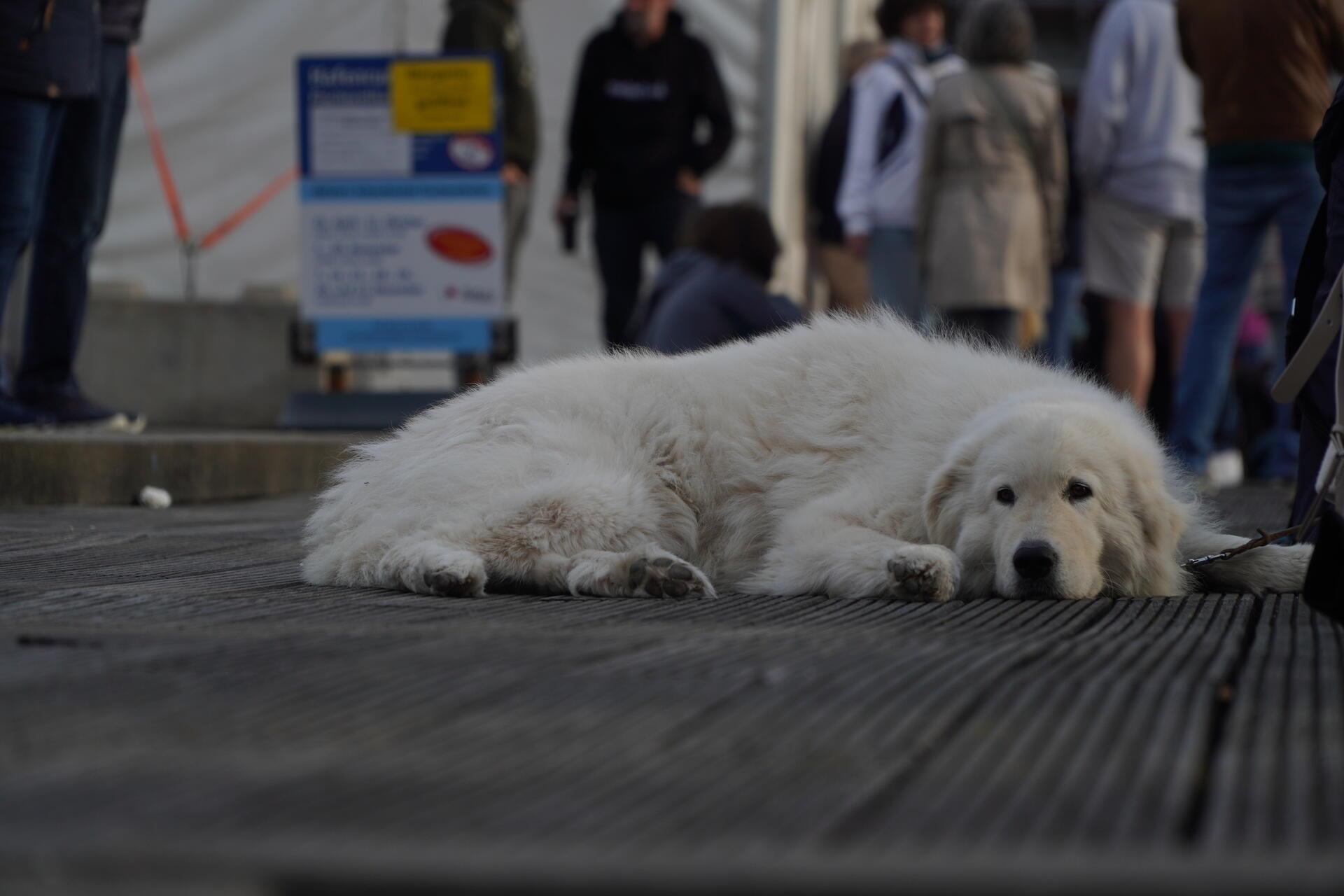 Diese Hundedame nahm das Treiben um sie herum sehr gelassen.