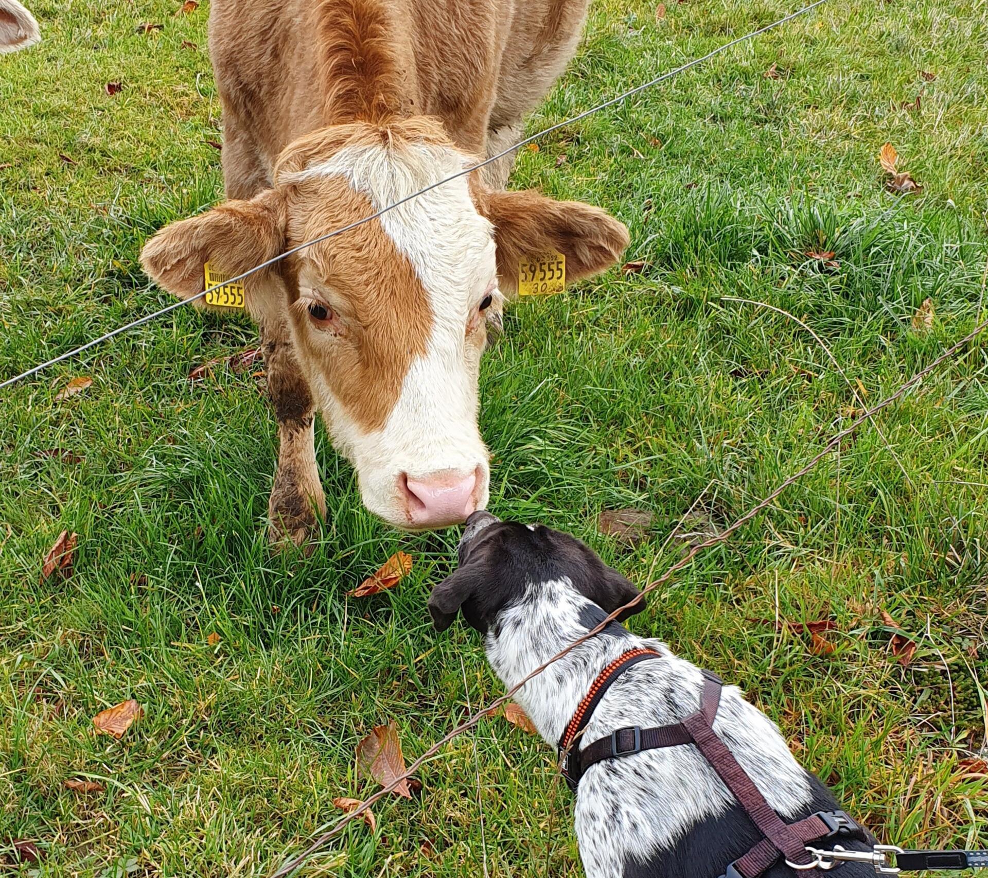 Dieser Hund schmust gerne mit Kühen und verteilt ihnen liebevoll Bussis. Kein Ri...