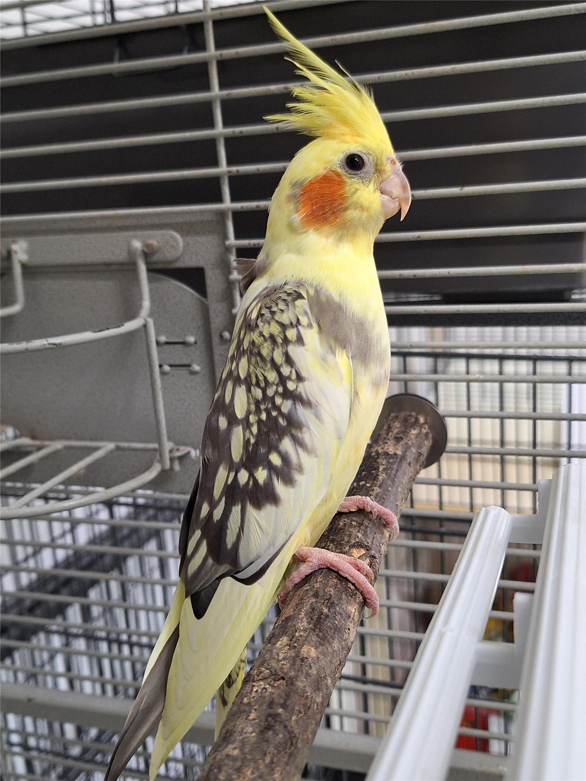 Dieser Nymphensittich wurde am Freitag in Bremerhaven-Geestemünde gefunden und wartet nun im Tierheim auf seine Besitzer. 