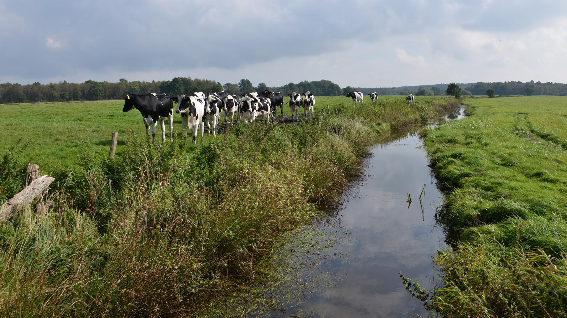 Dieses Foto zeigt die obere Geesteniederung. Die linke Bildhälfte zeigt ordnungsgemäße Landwirtschaft. Die rechte Bildhälfte wirft Fragen auf. 