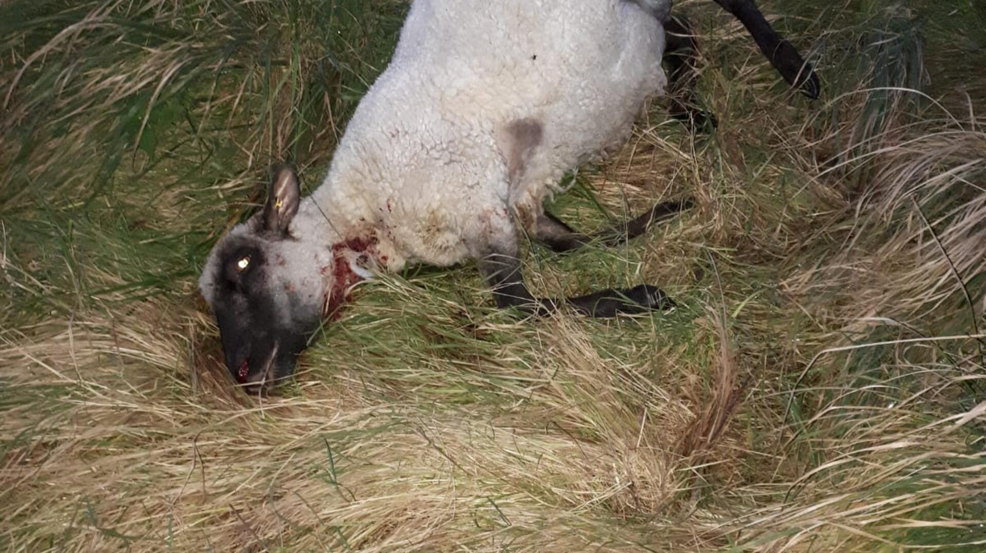 Dieses Schaf wurde in dieser Woche mit einem Kehlbiss auf einer Weide bei Misselwarden getötet.