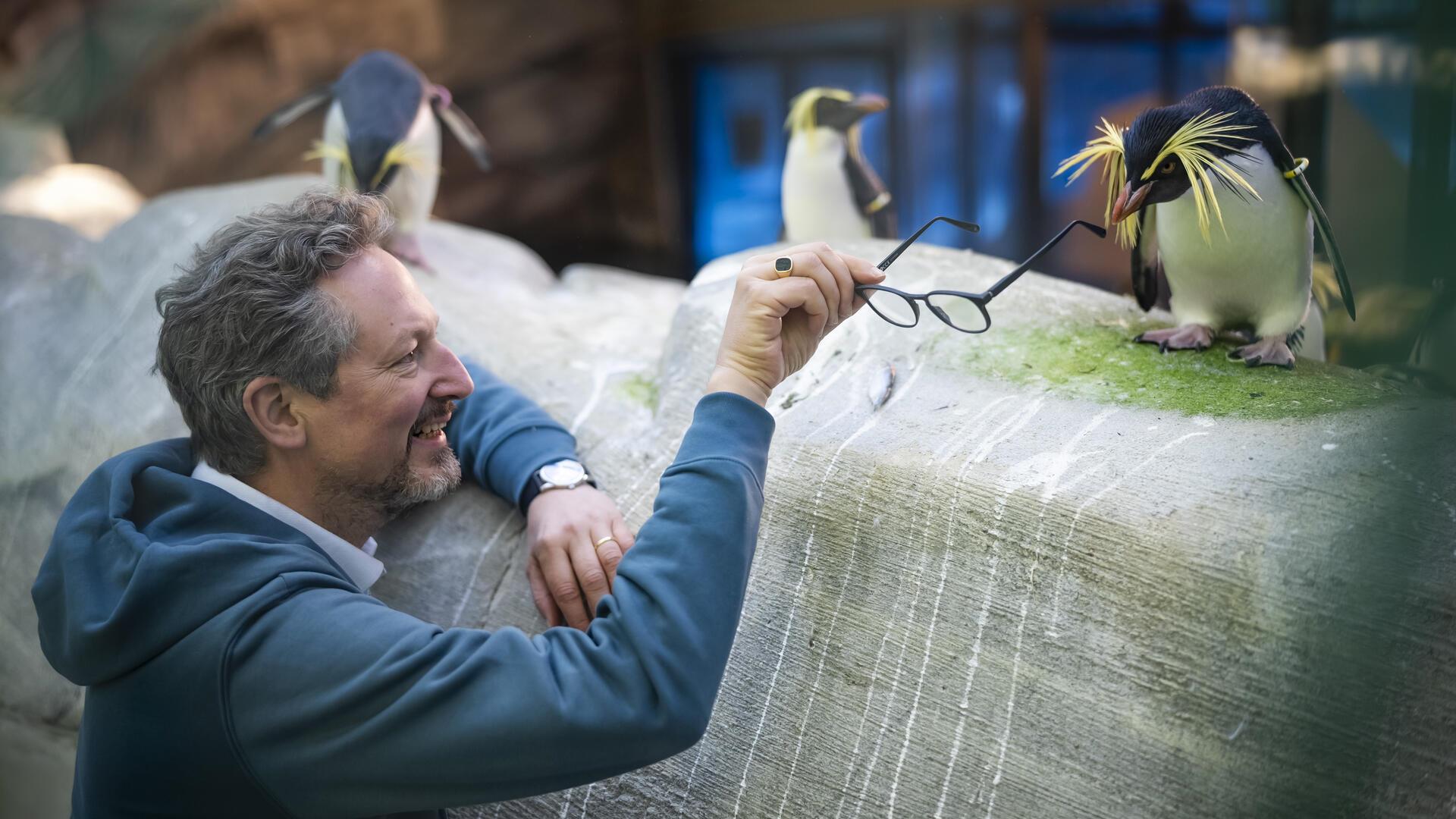 Ein Mann, einem Pinguin seine Brille hinhält.