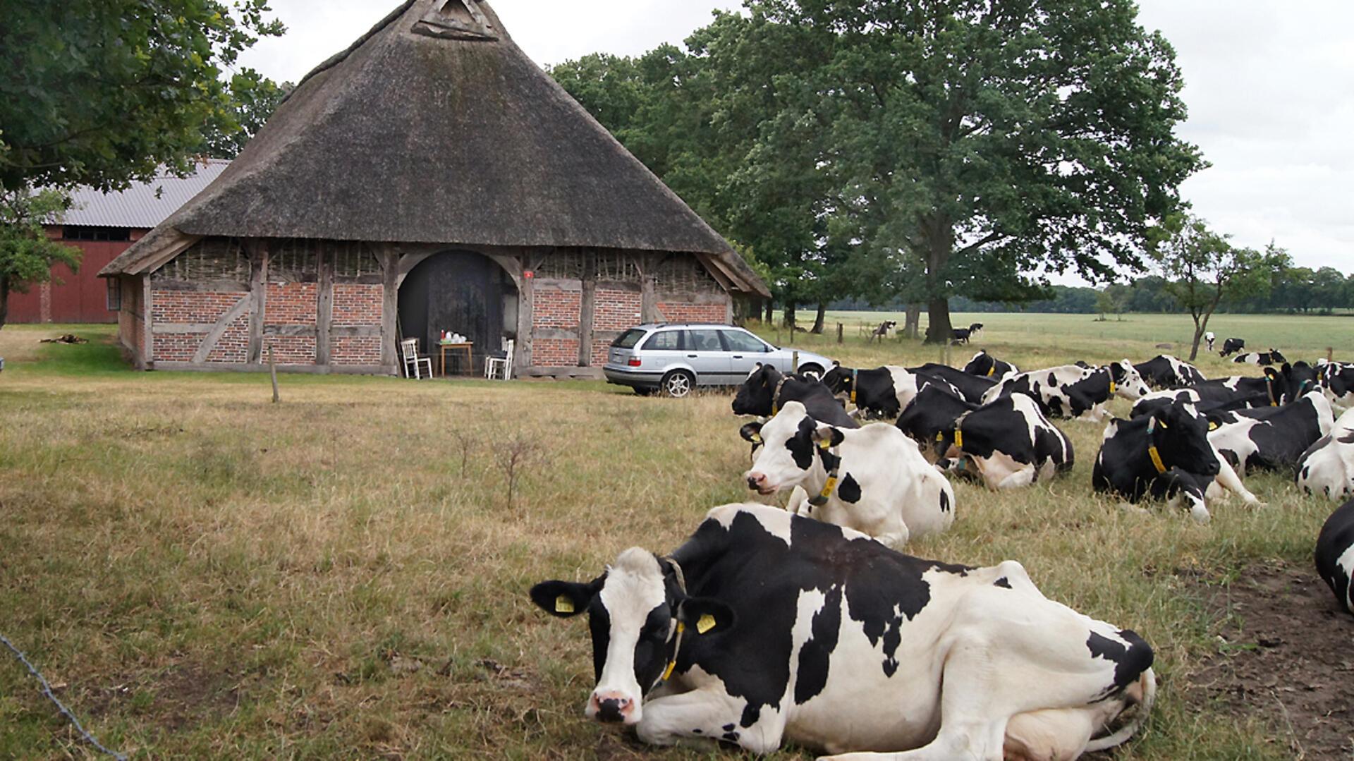 Kühlen liegen vor einem alten Bauernhaus. „Eckes Hus“ ältestes Bauernhaus im Landkreis Rotenburg. Dr. Wolfgang Dörfler engagiert sich seit Jahrzehnten für den Erhalt historischer Bausubstanz im Kreis Rotenburg. Am Tag des offenen Denkmals lädt er zu Führungen im „Eckes Hus“ in Ostereistedt.