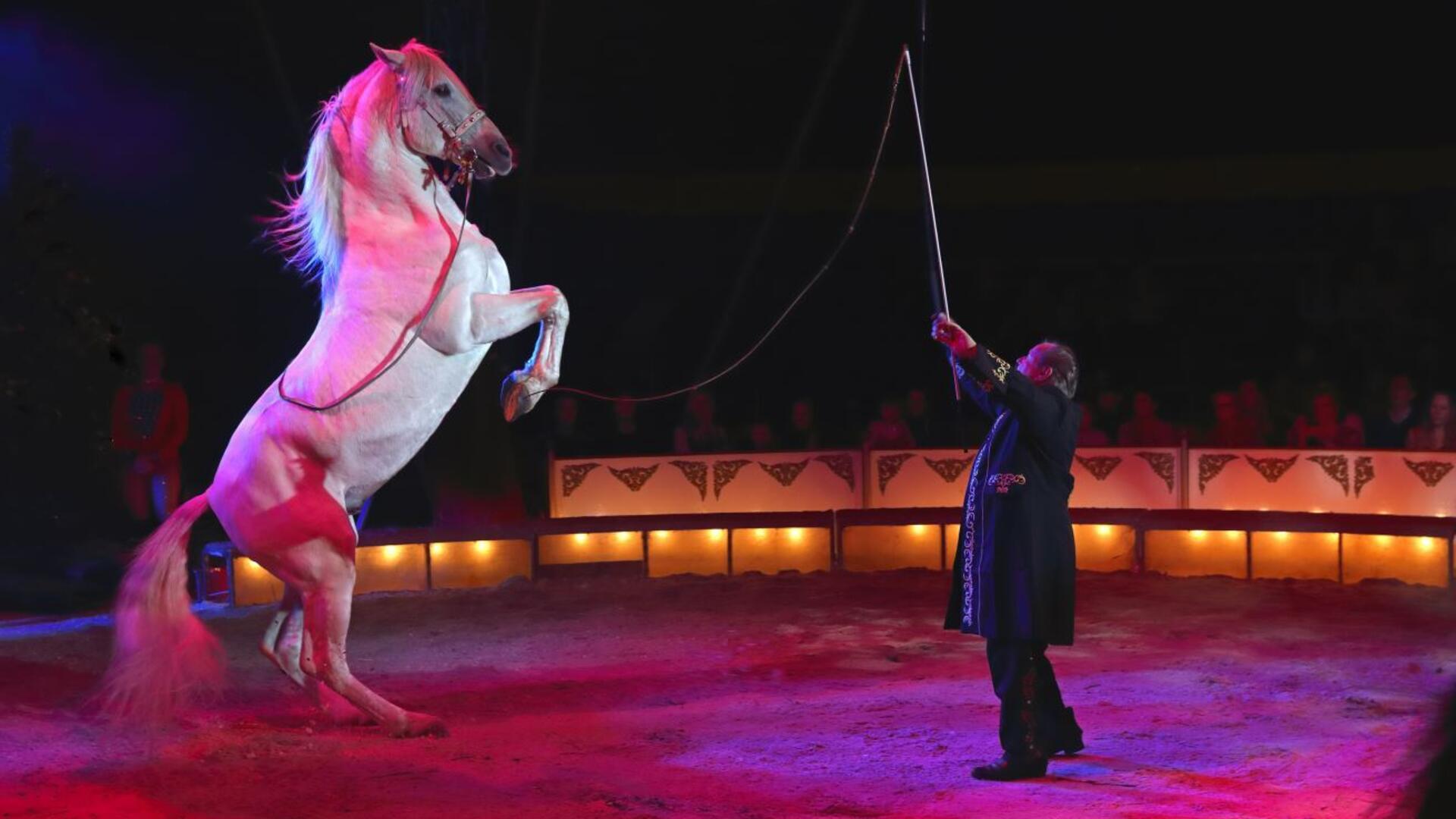 Edle Rasse-Pferde gehören zum Programm des Zirkus Belly, der vom 23. bis 25. Mai in Gnarrenburg gastiert.