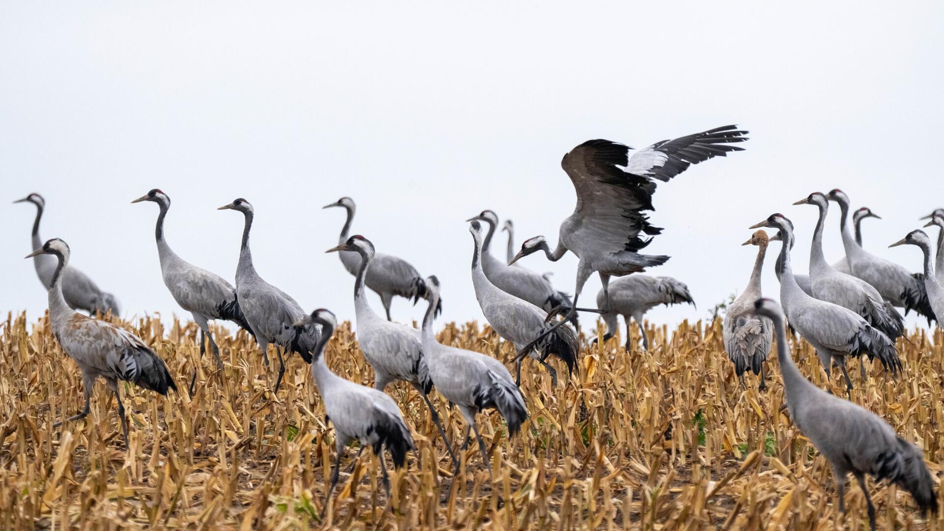 Ein Bild aus besseren Tagen für den „Vogel des Glücks“. Immer mehr Kraniche erkranken derzeit an der Geflügelpest. „Um das Leid der sterbenden Tiere zu mildern, hat der Landkreis eine Ausnahme für Jägerinnen und Jäger vom Tötungsverbot für Kraniche erteilt, die augenscheinlich an der Geflügelpest erkrankt sind“, teilte die Behörde am Freitagmittag mit.