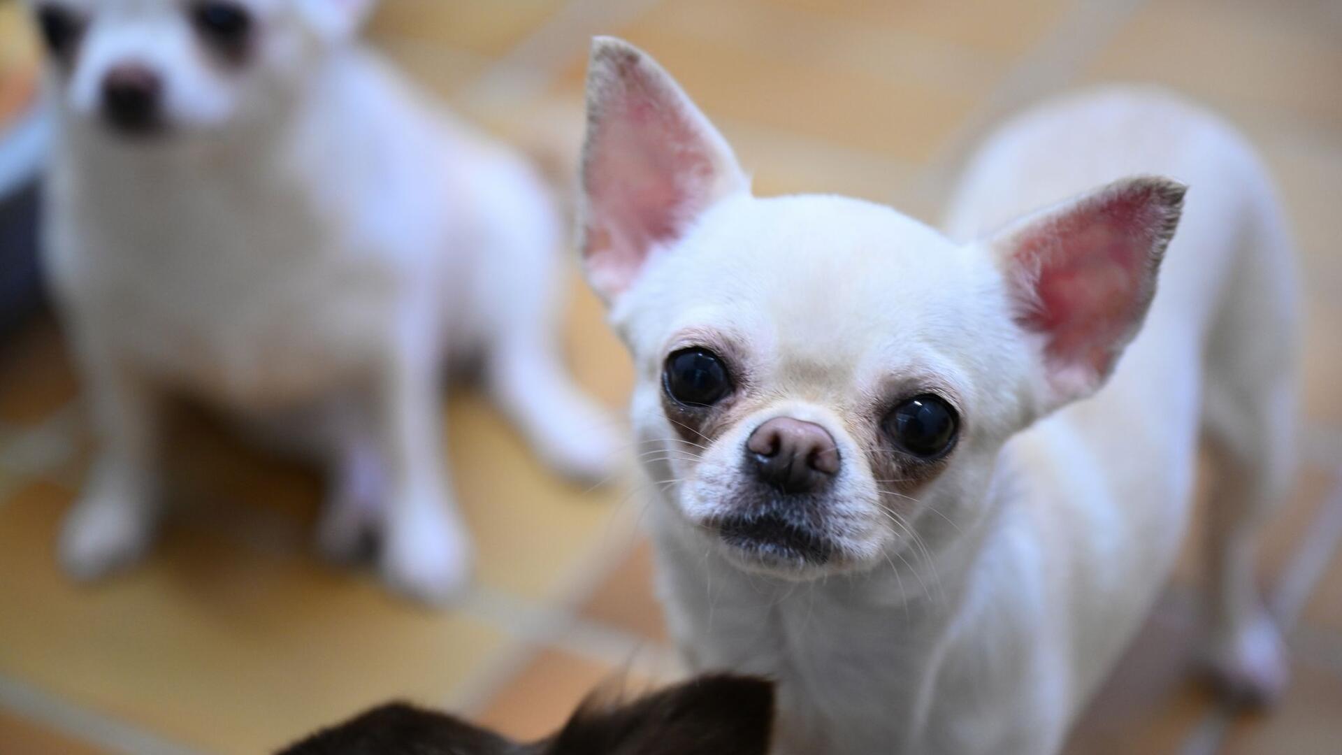 Ein Chihuahua (Symbolbild) ist bei einem Unfall in Langen schwer verletzt worden. 