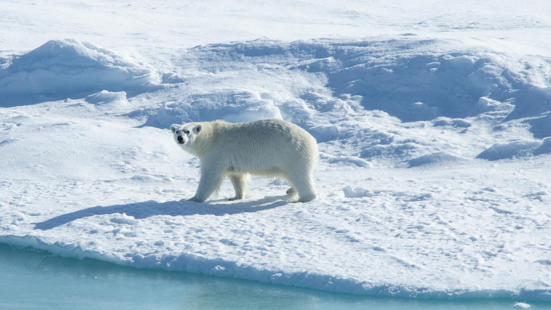 Eisbär auf einer Eisscholle
