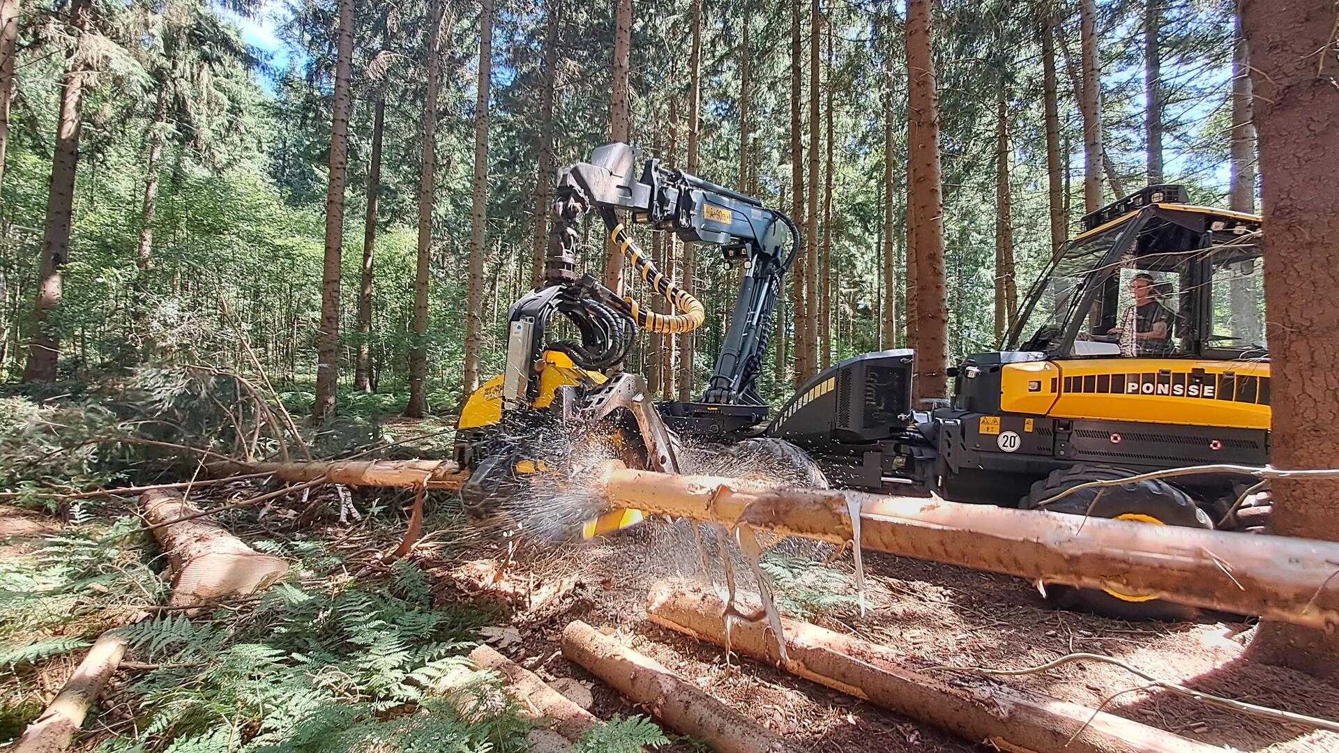 Ein Harvester schneidet eine Fichte in Sortimente.
