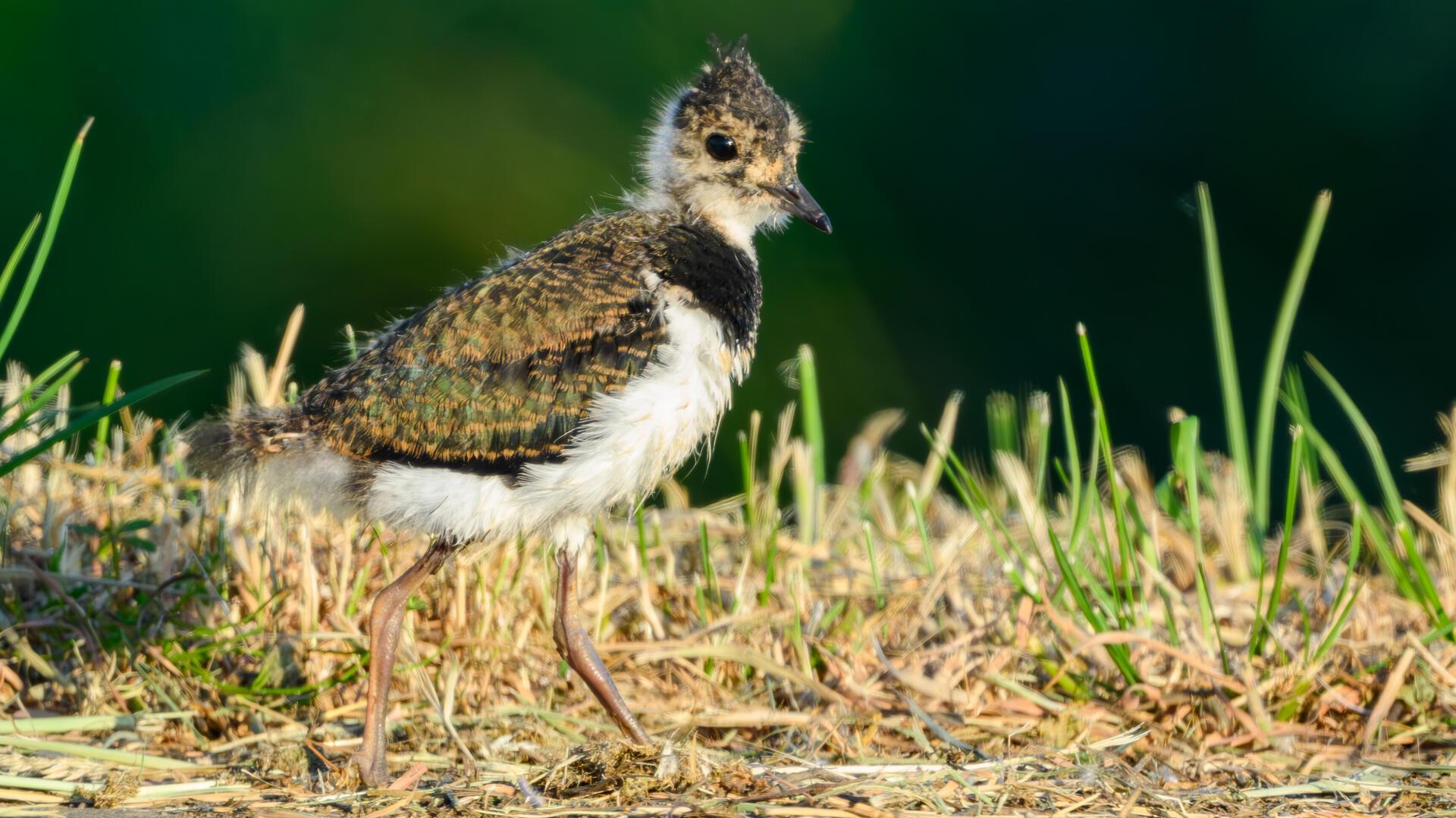 Ein Kiebitzküken (Vanellus vanellus) geht an einem Feldrand entlang. 