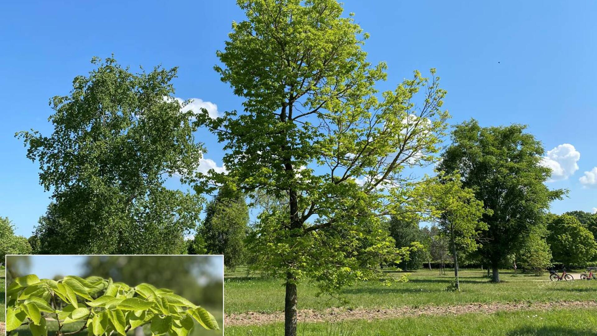  Zürgelbaum