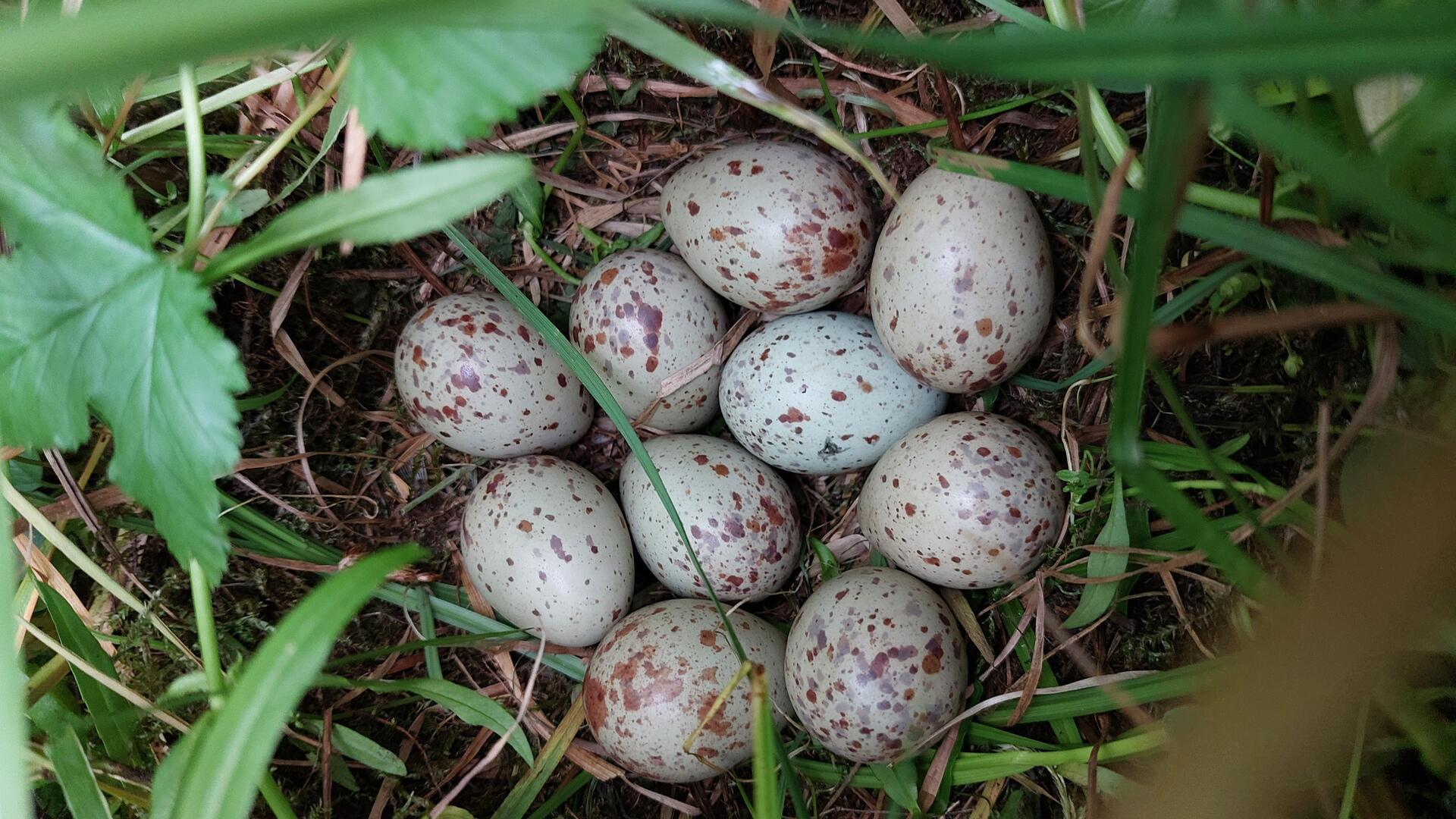 Ein Wachtelkönignest