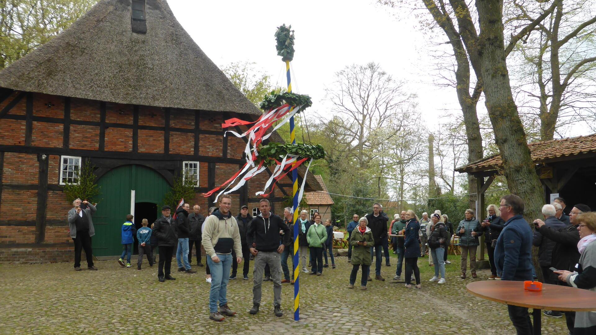 Menschen feiern vor einem historischen Fachwerkhaus mit Reetdach die Aufstellung eines bunt geschmückten Maibaums mit Kränzen und Bändern; Zuschauer stehen auf dem Kopfsteinpflasterplatz und beobachten das Geschehen.