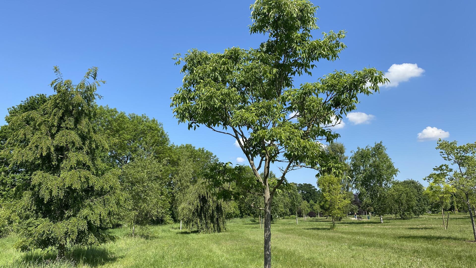 Ein junger Korkbaum in einem Park.