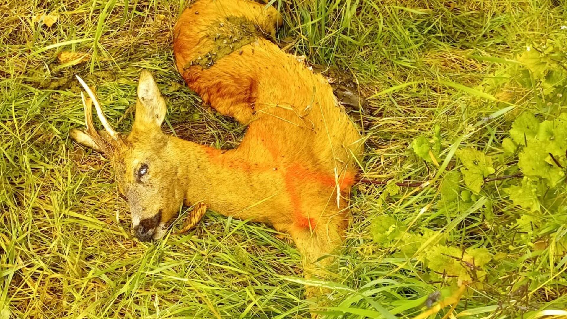 totes Reh im Gras, es ist mit Leuchtfarbe mit einem Kreuz gekennzeichnet
