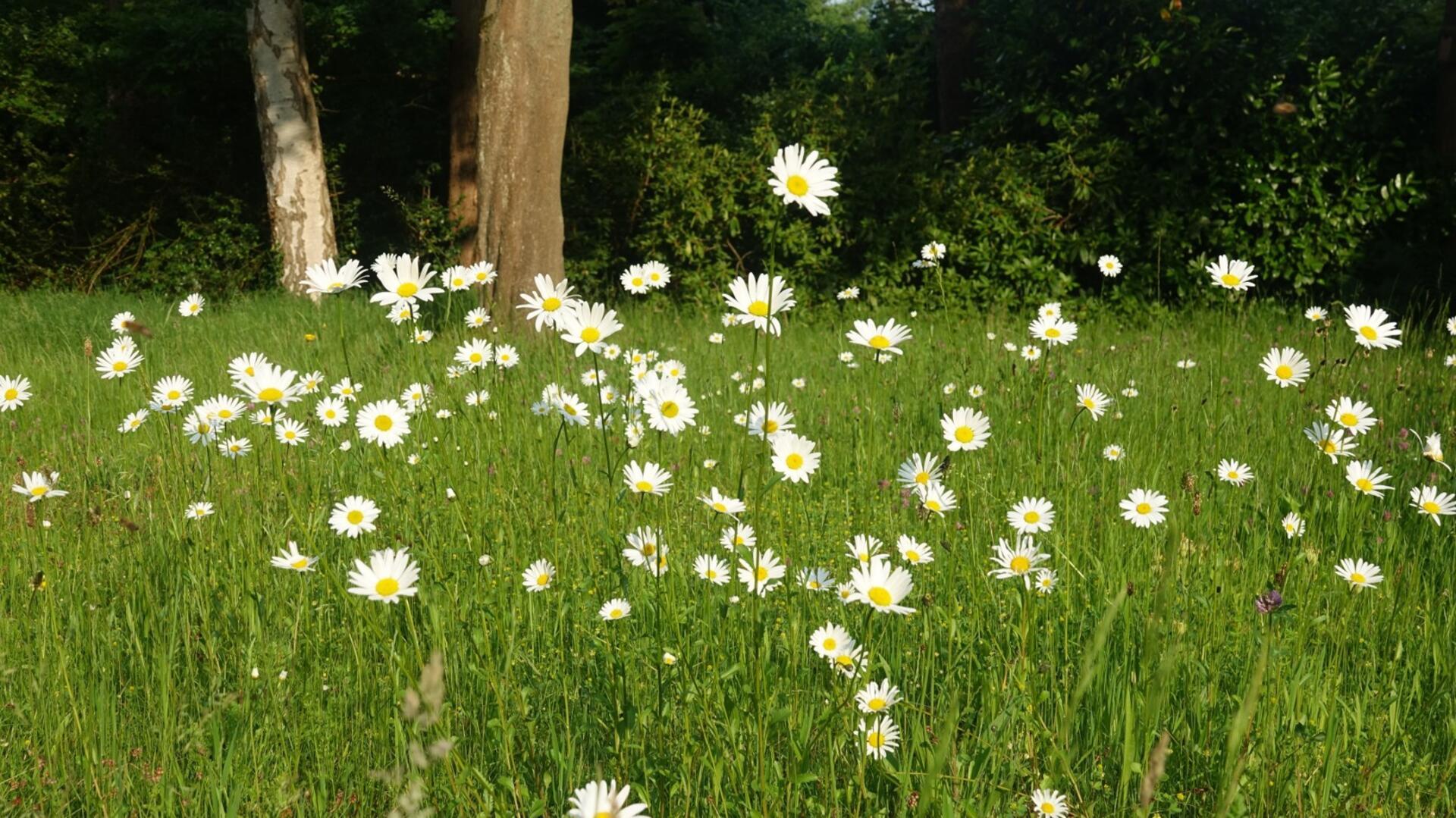 Eine Blumenwiese bietet Insekten den idealen Lebensraum.