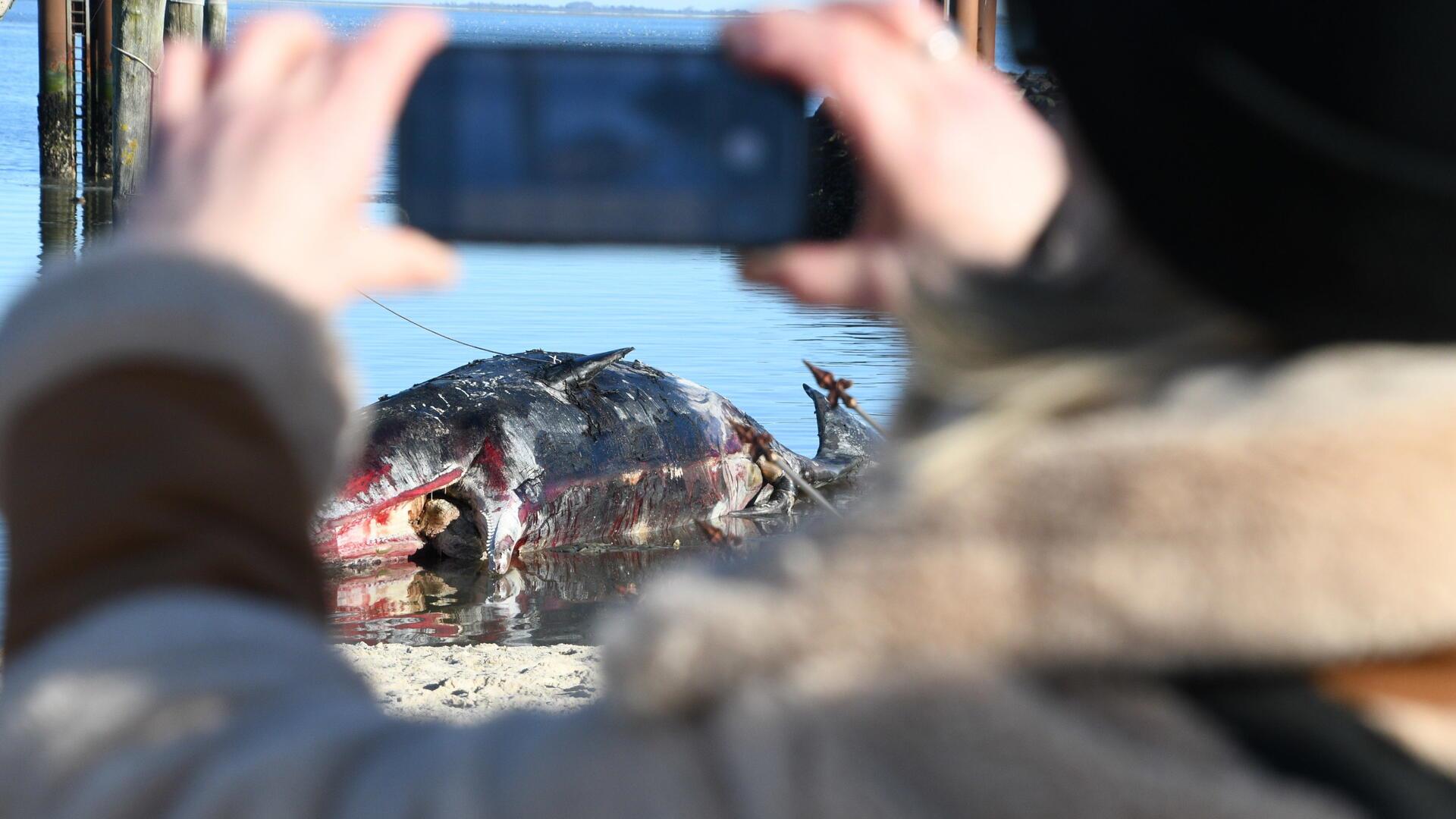 Toter Pottwal vor Sylt: Bergung birgt besondere Herausforderungen Eine Frau filmt mit ihrem Handy einen im Wasser liegenden toten Pottwal. Der rund 14 Meter lange Kadaver war am Wochenende von Muschelfischern dorthin geschleppt und gesichert worden.